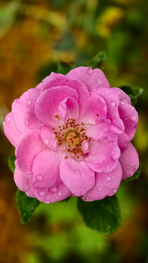 Free Beautiful close-up of a vibrant pink rose with dewdrops, showcasing natural beauty and freshness. Stock Photo