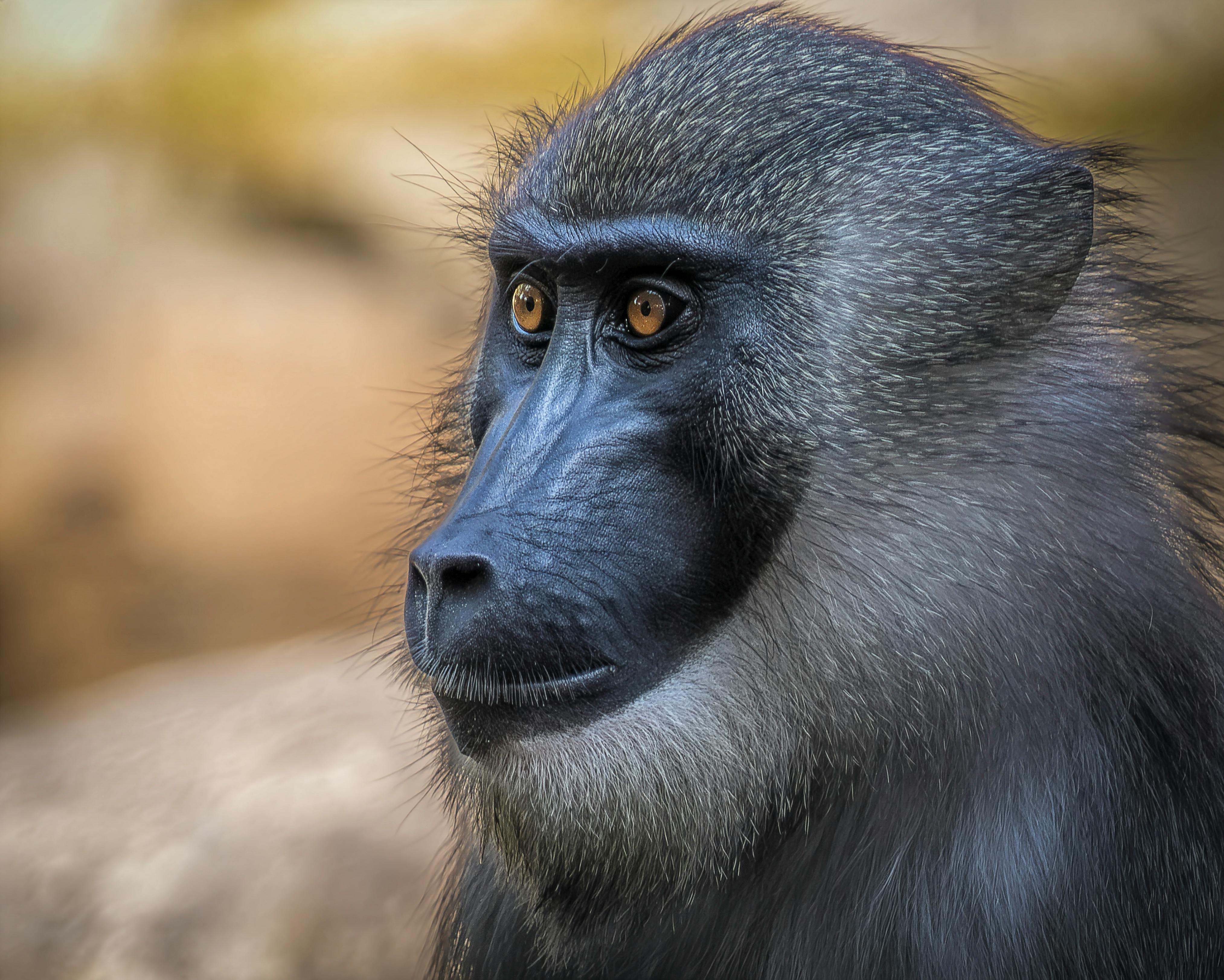 Kostenlos Nahaufnahme eines Mandrills, die seine charakteristischen Merkmale und ausdrucksstarken Augen zeigt. Stock-Foto
