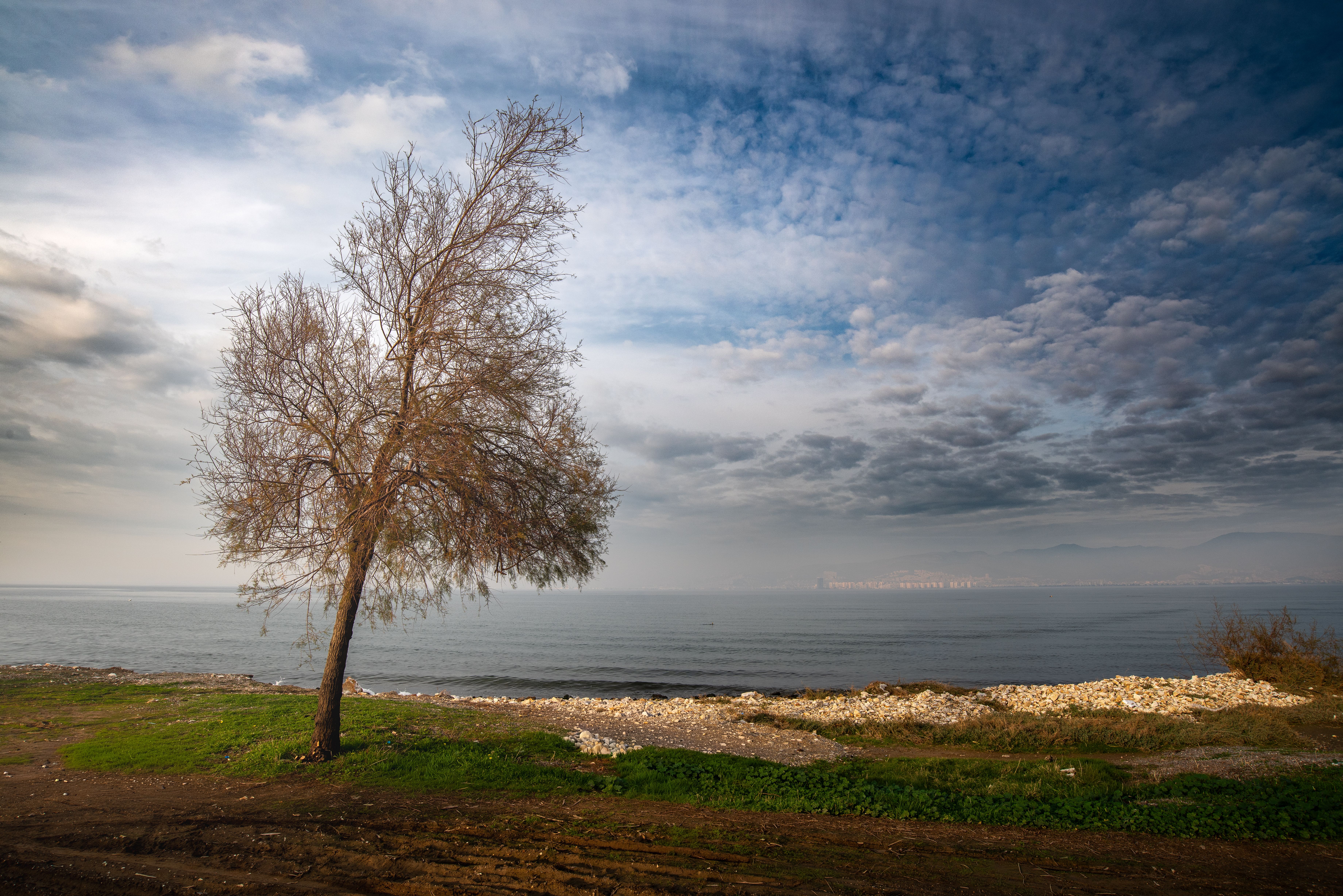 A lone tree stands by the Aegean Sea under a dramatic sky in İzmir, Türkiye.