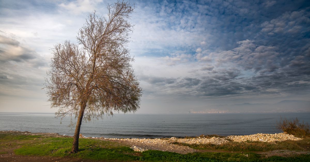 A lone tree stands by the Aegean Sea under a dramatic sky in İzmir, Türkiye.