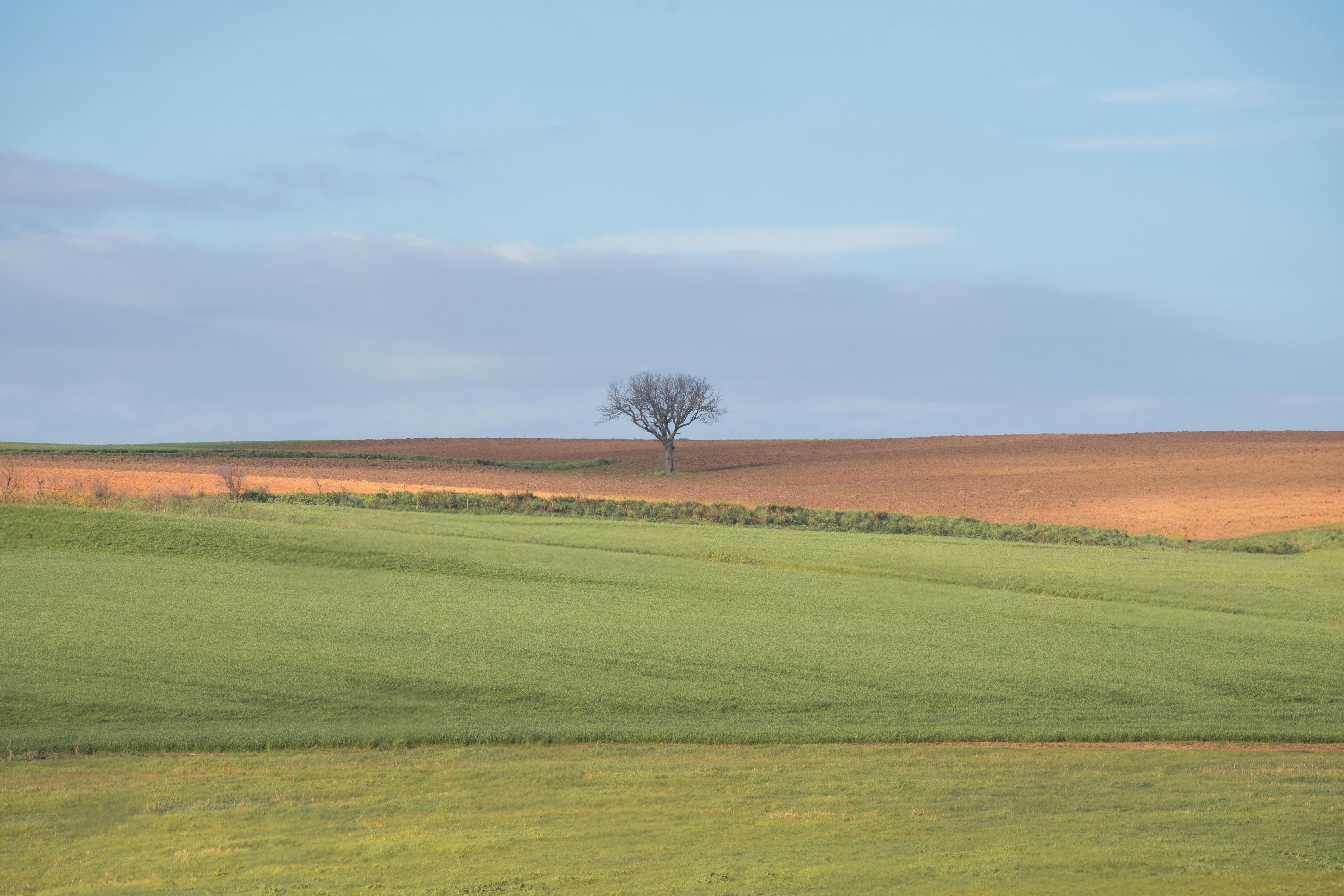 Δωρεάν Γαλήνια αγροτική σκηνή με ένα μοναχικό δέντρο σε ένα απέραντο χωράφι κάτω από έναν γαλάζιο ουρανό. Φωτογραφία από στοκ φωτογραφιών