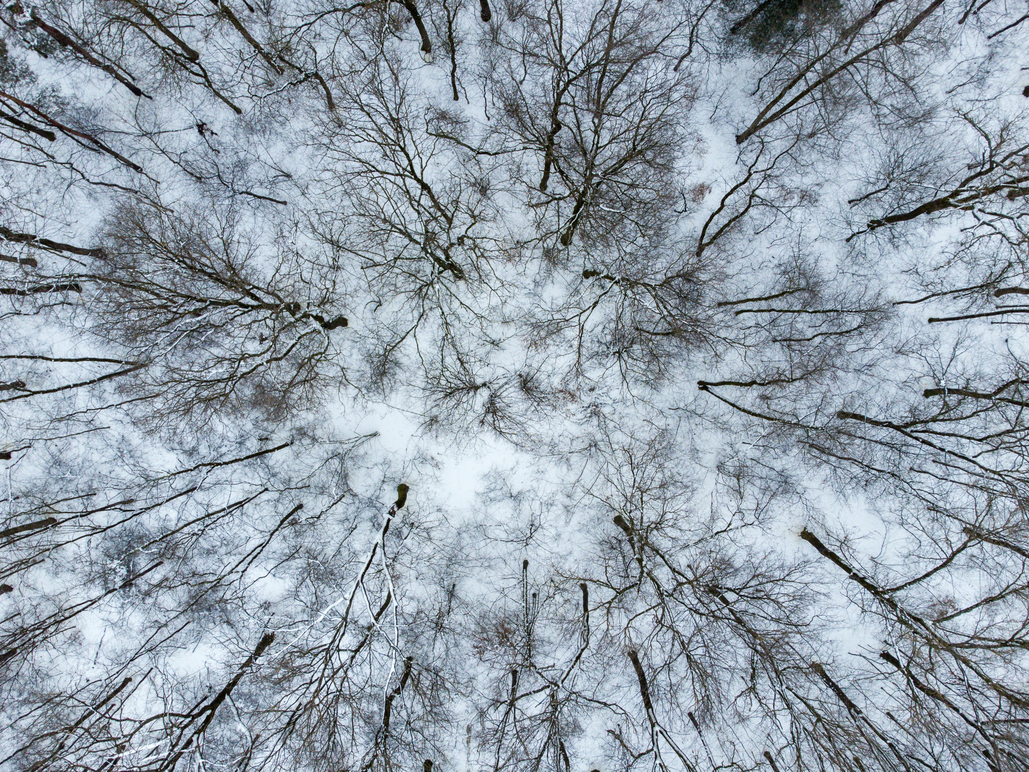Δωρεάν Μια εκπληκτική αεροφωτογραφία που αποτυπώνει το περίπλοκο μοτίβο ενός χειμερινού δάσους με χιονισμένο έδαφος και γυμνά δέντρα. Φωτογραφία από στοκ φωτογραφιών