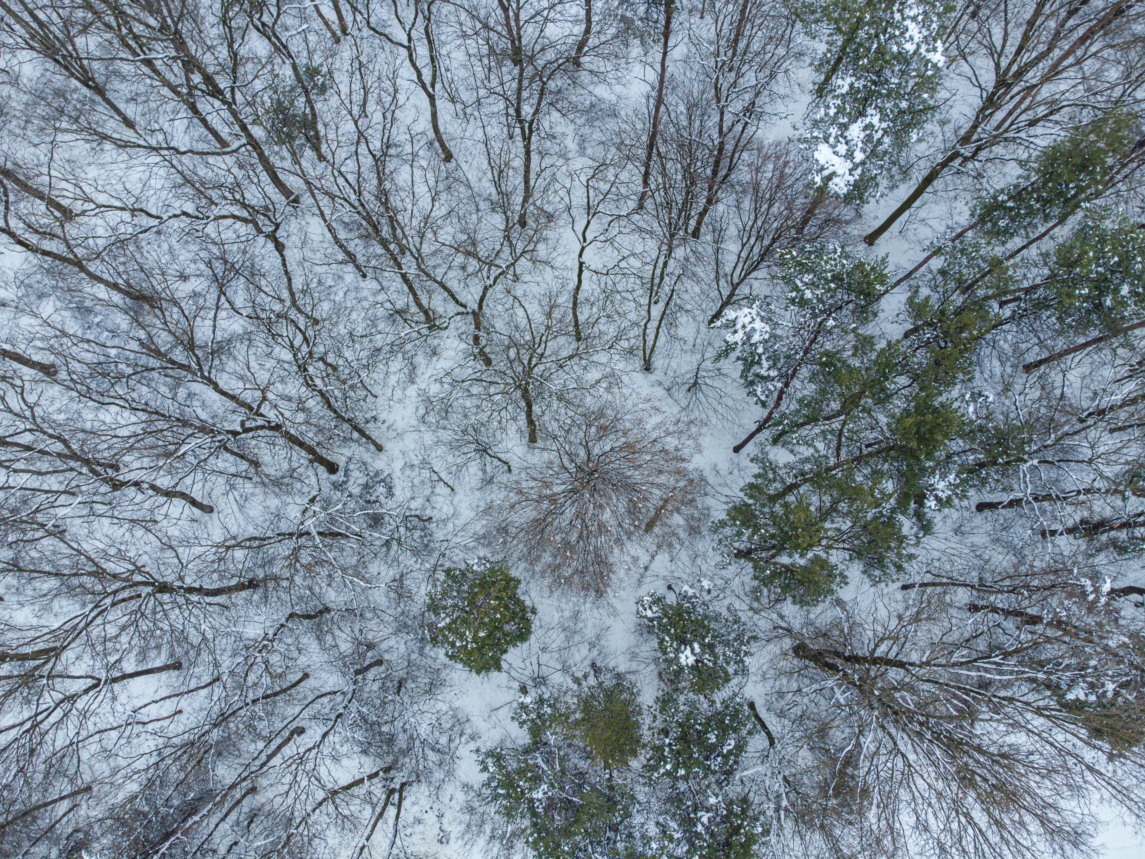 бесплатная Вид сверху на заснеженный лес с голыми ветвями деревьев и вечнозелеными соснами зимой. Стоковое фото