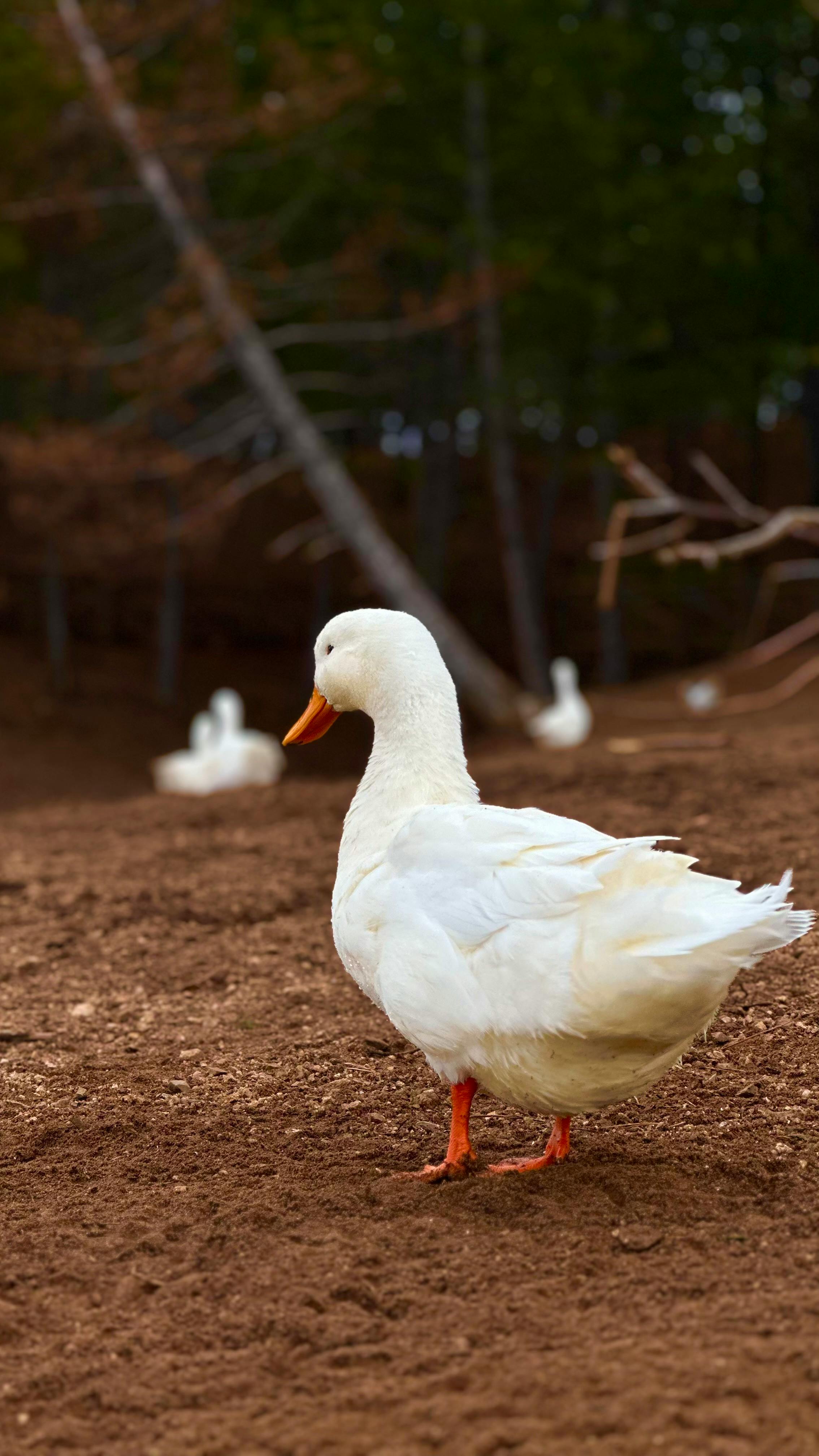 Kostenlos Eine weiße Ente steht auf brauner Erde vor grünem Hintergrund und erzeugt so eine idyllische Szene im Freien. Stock-Foto