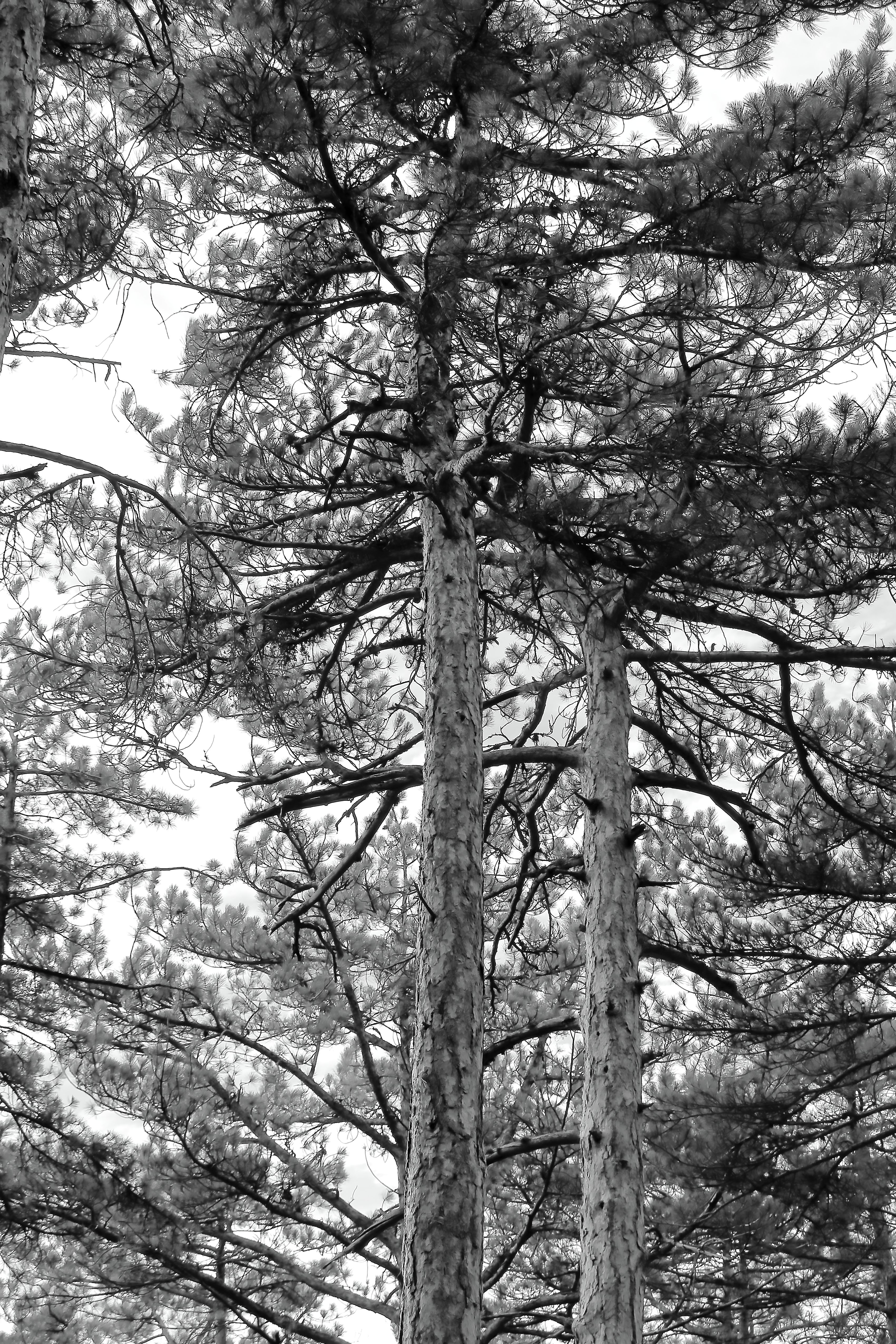 Black and White Pine Trees in Forest · Free Stock Photo