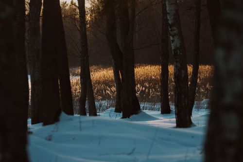 Free Peaceful snowy forest scene at sunset, highlighting reeds and warm light. Stock Photo