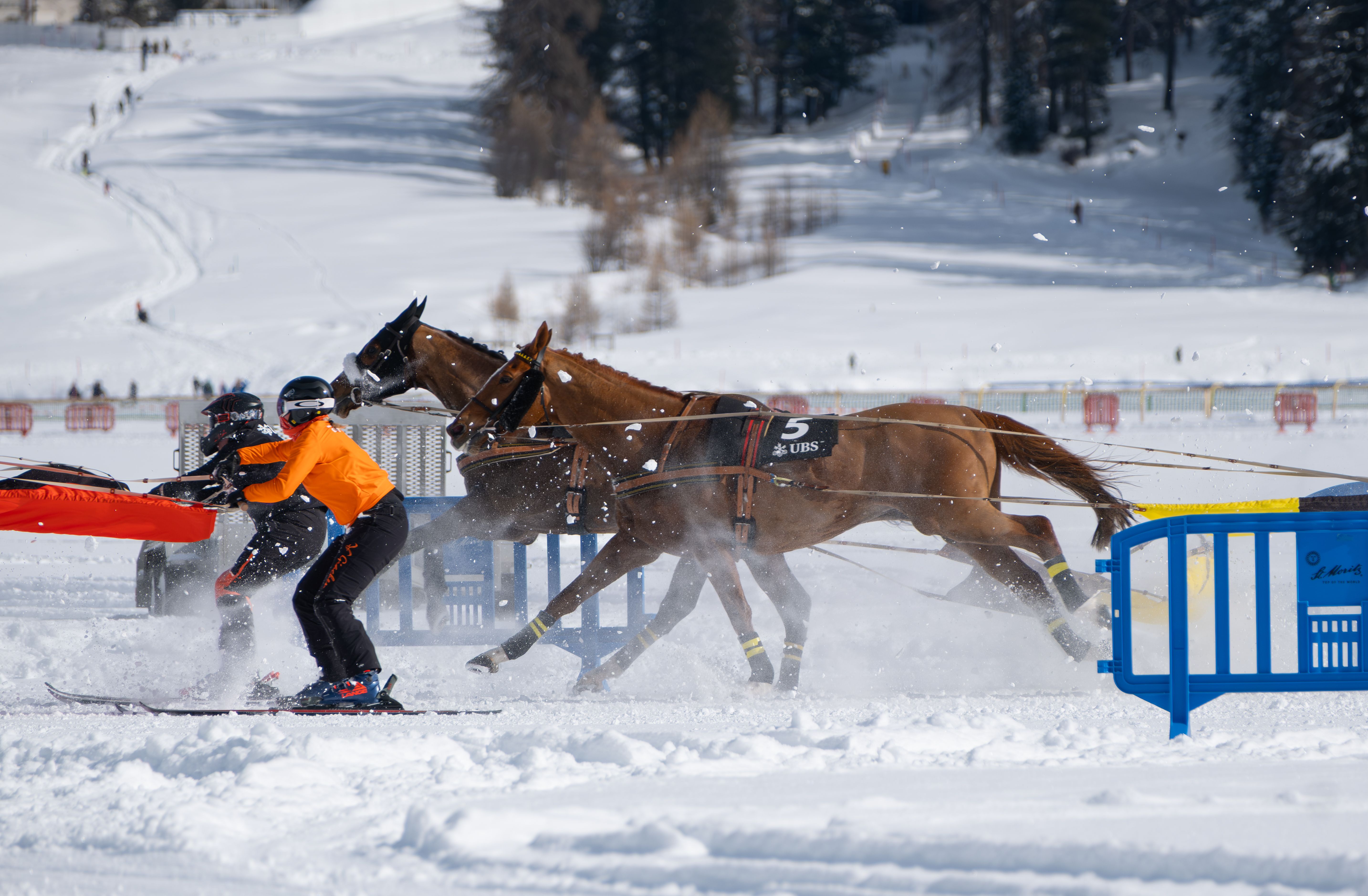 Exciting Ski Joring Race in Winter Wonderland · Free Stock Photo