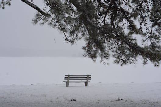 A solitary bench under a tree on a snowy day, evoking winter tranquility.