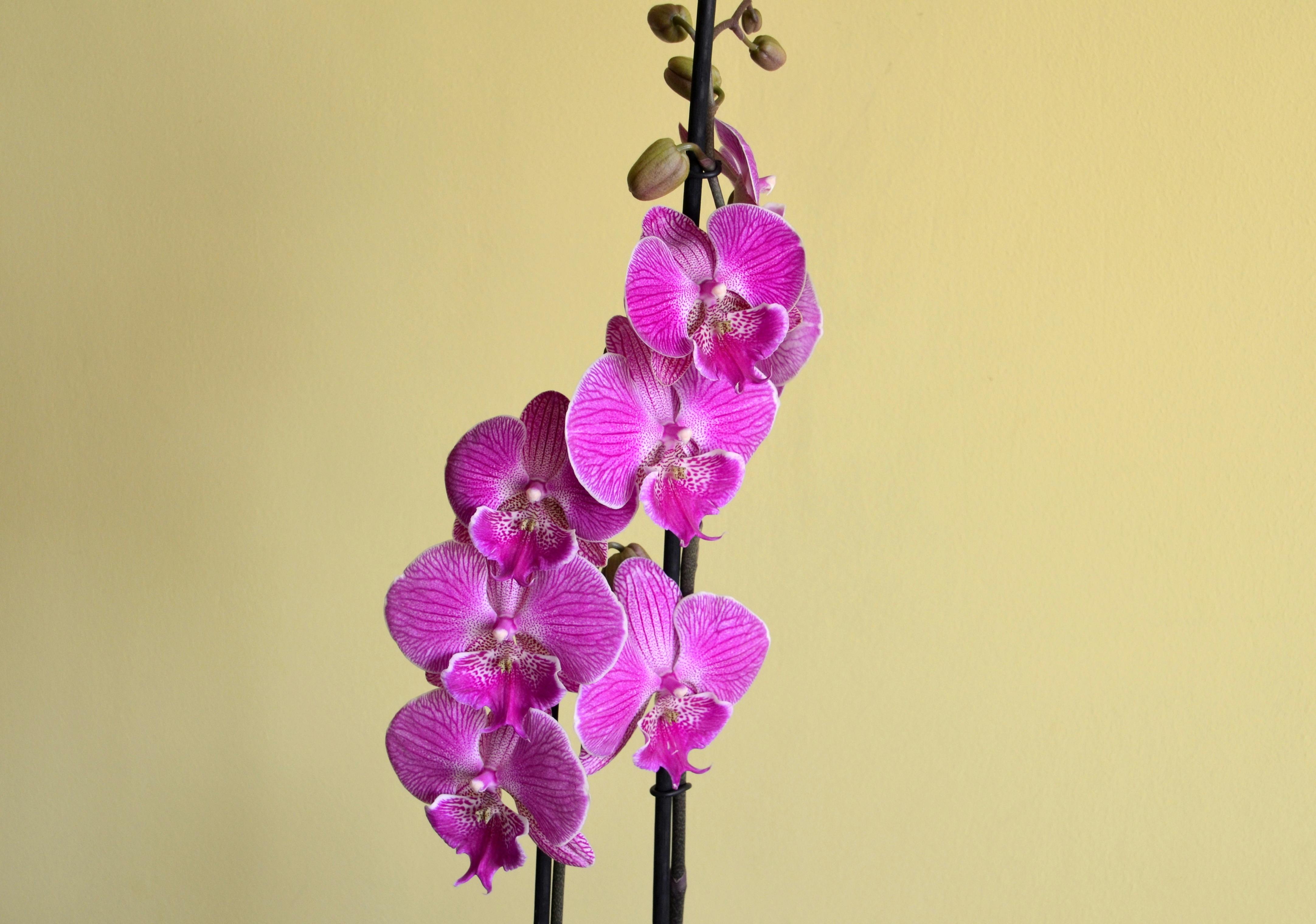 Δωρεάν Ένα εντυπωσιακό κοντινό πλάνο ροζ ορχιδέων Phalaenopsis σε ουδέτερο φόντο, που αναδεικνύει ζωηρά χρώματα και λεπτομέρειες. Φωτογραφία από στοκ φωτογραφιών