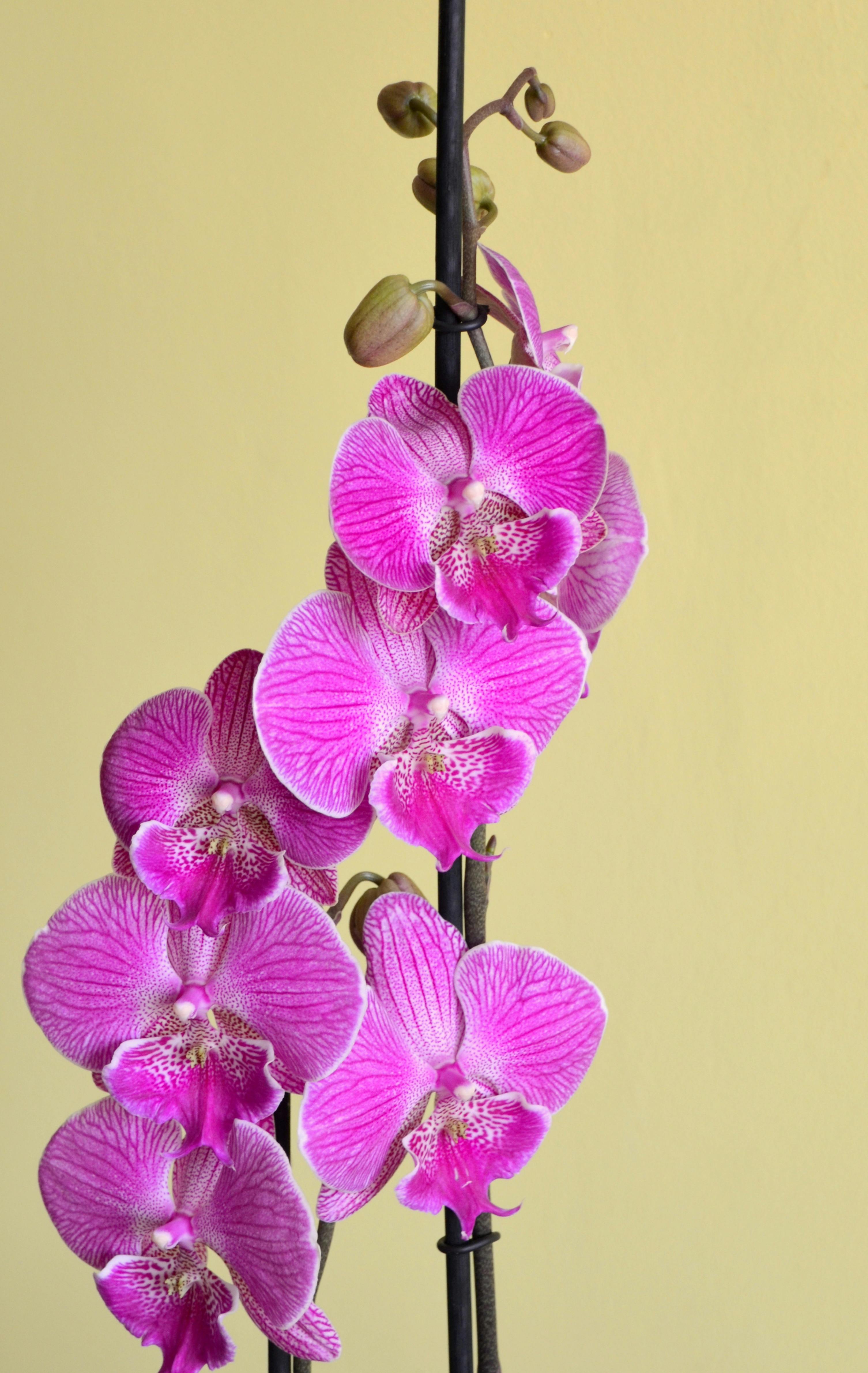Δωρεάν Κοντινό πλάνο ροζ ορχιδέων Phalaenopsis σε απαλό κίτρινο φόντο, ιδανικό για λουλουδάτα θέματα. Φωτογραφία από στοκ φωτογραφιών