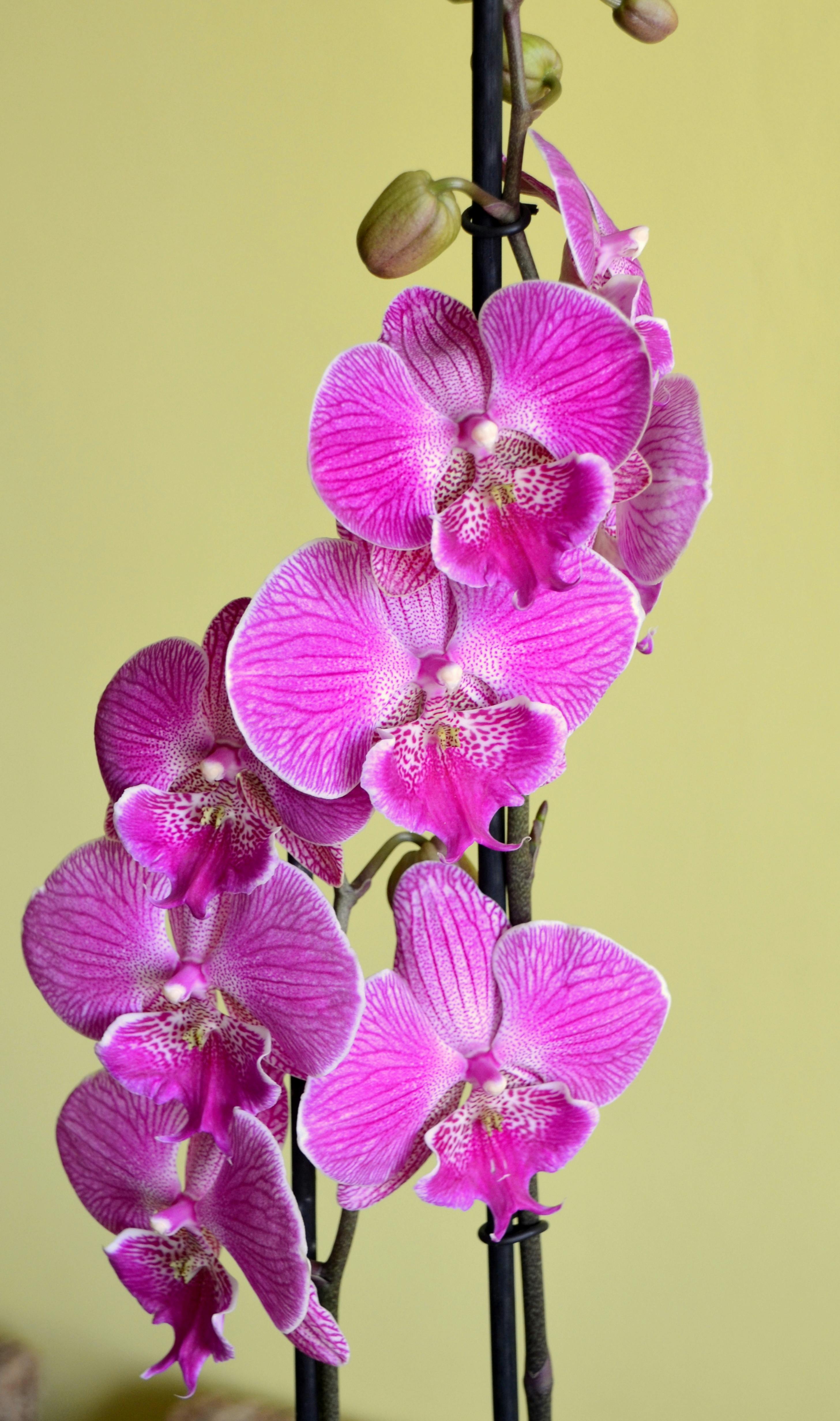 Kostenlos Elegante, wunderschön arrangierte rosa Phalaenopsis-Orchideen, perfekt für Blumendekorationen. Stock-Foto