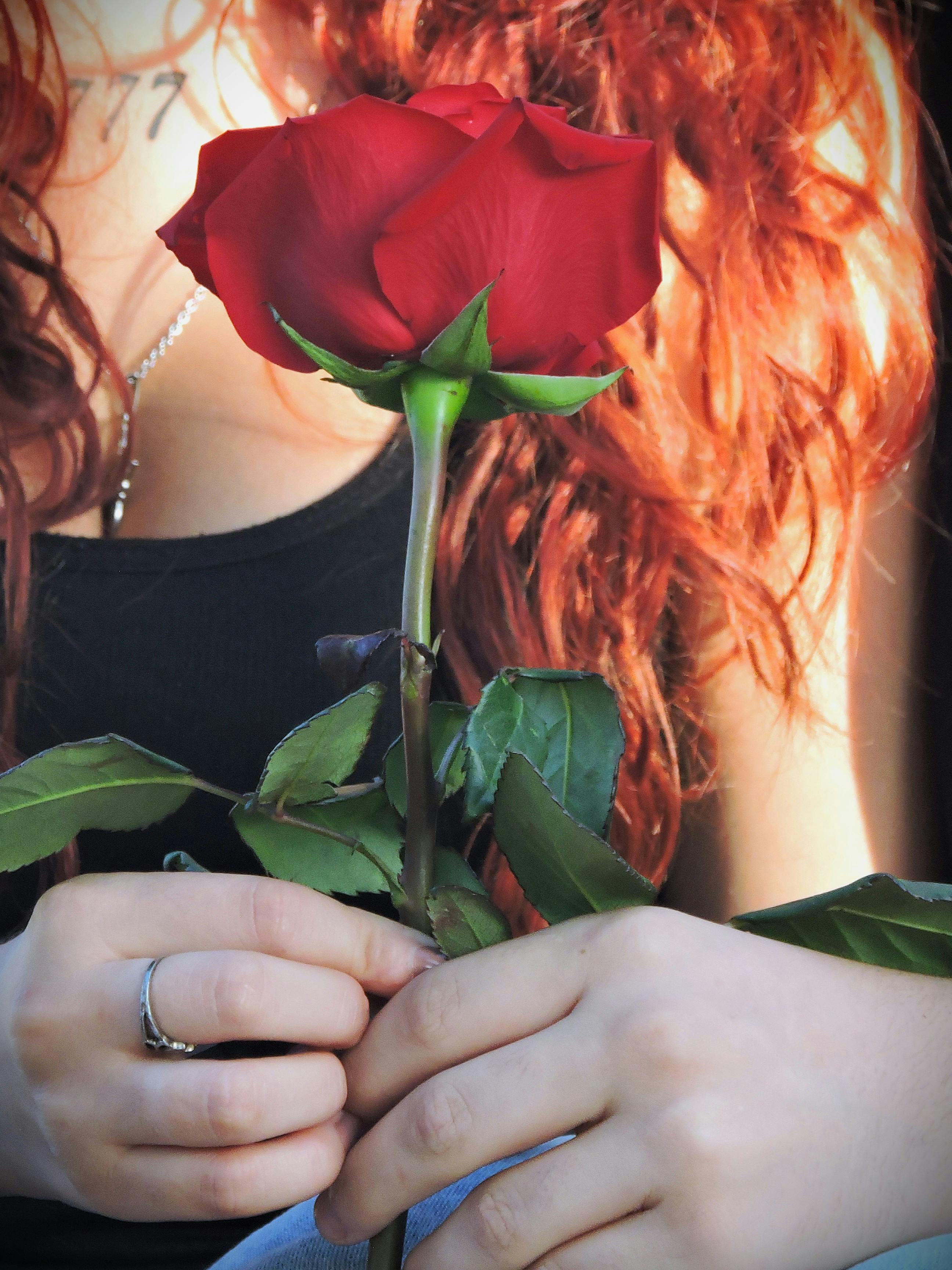 Kostenlos Kostenloses Stock Foto zu blume, botanisch, departement von montevideo Stock-Foto