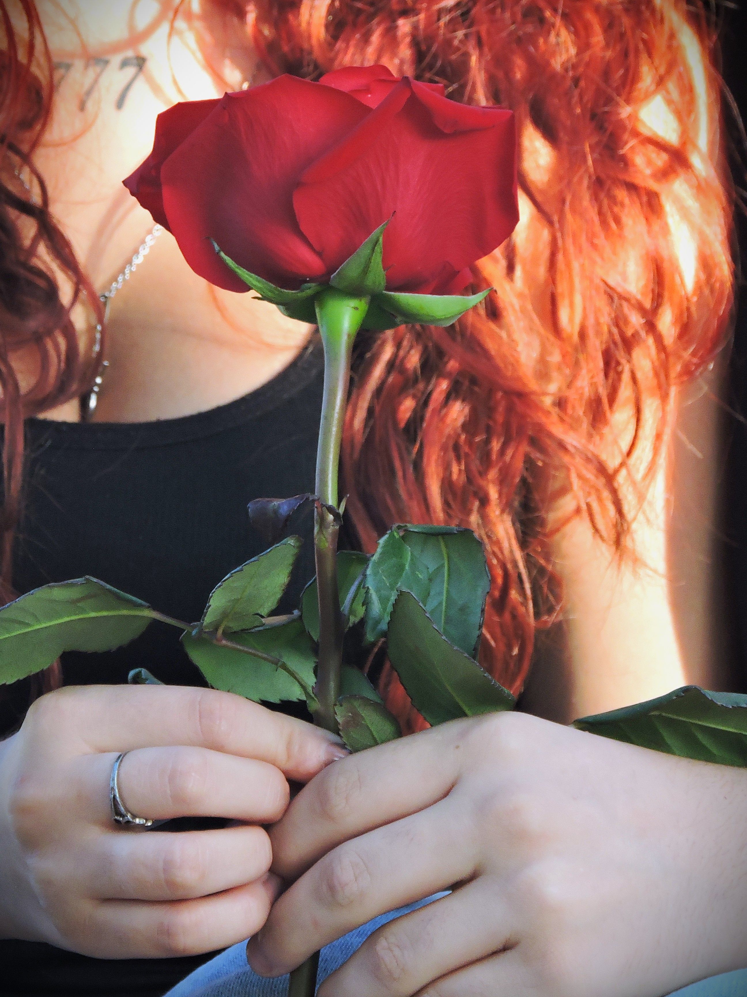 Red Rose Held by Person with Vibrant Hair · Free Stock Photo