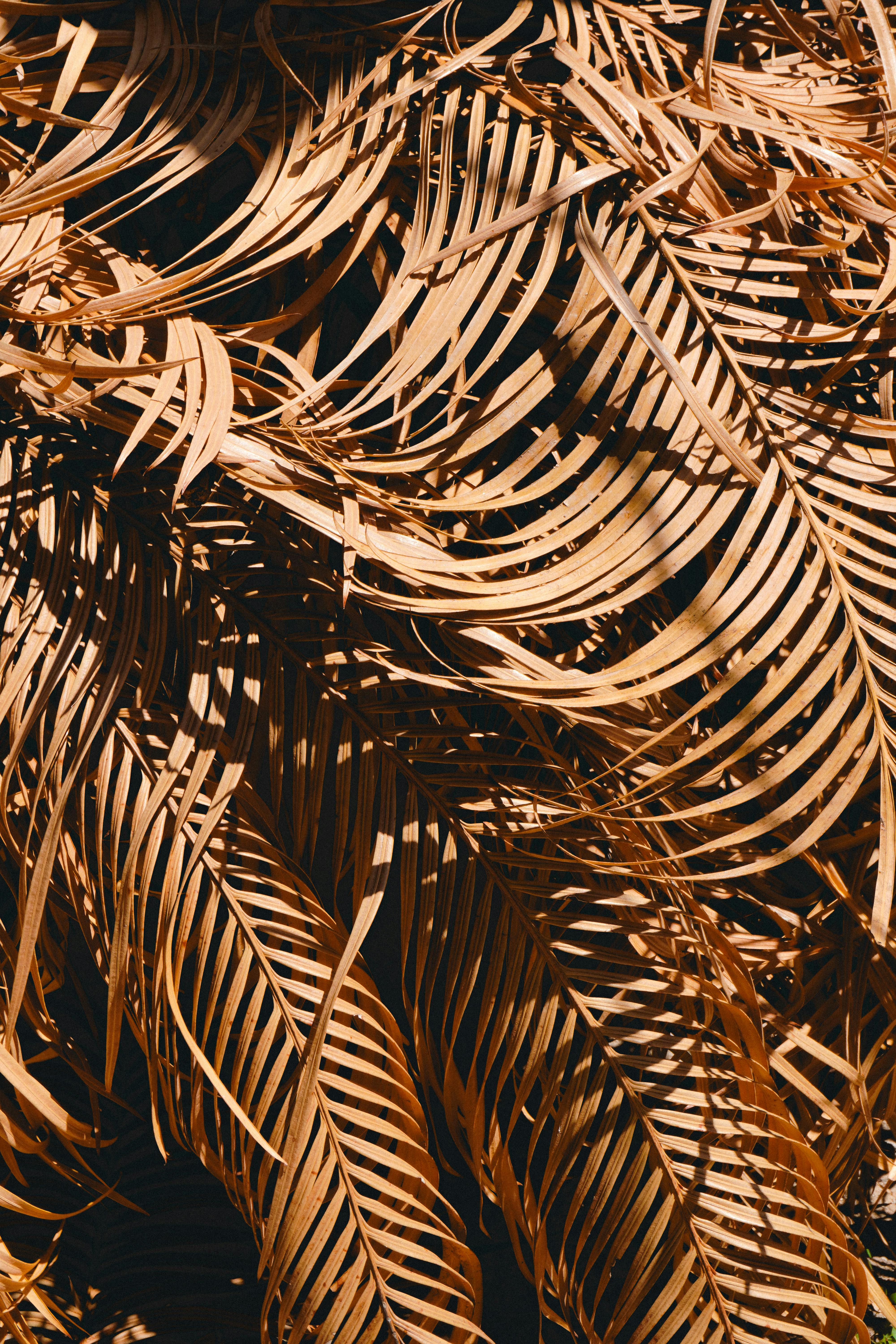 Free Artistic pattern of dried palm leaves with warm sunlight, creating an abstract texture. Stock Photo