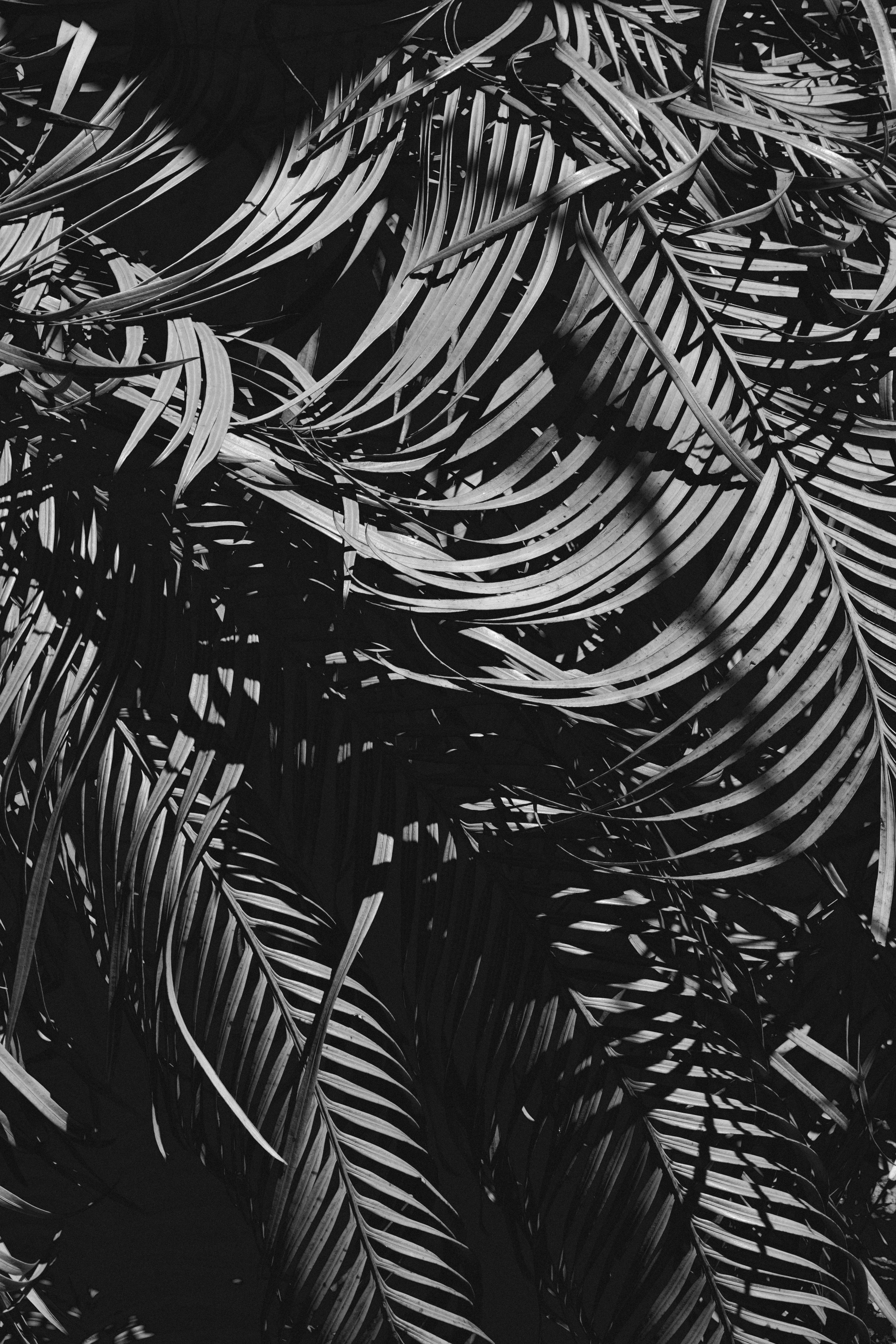Free Black and white image of palm leaves creating a striking pattern and texture. Stock Photo