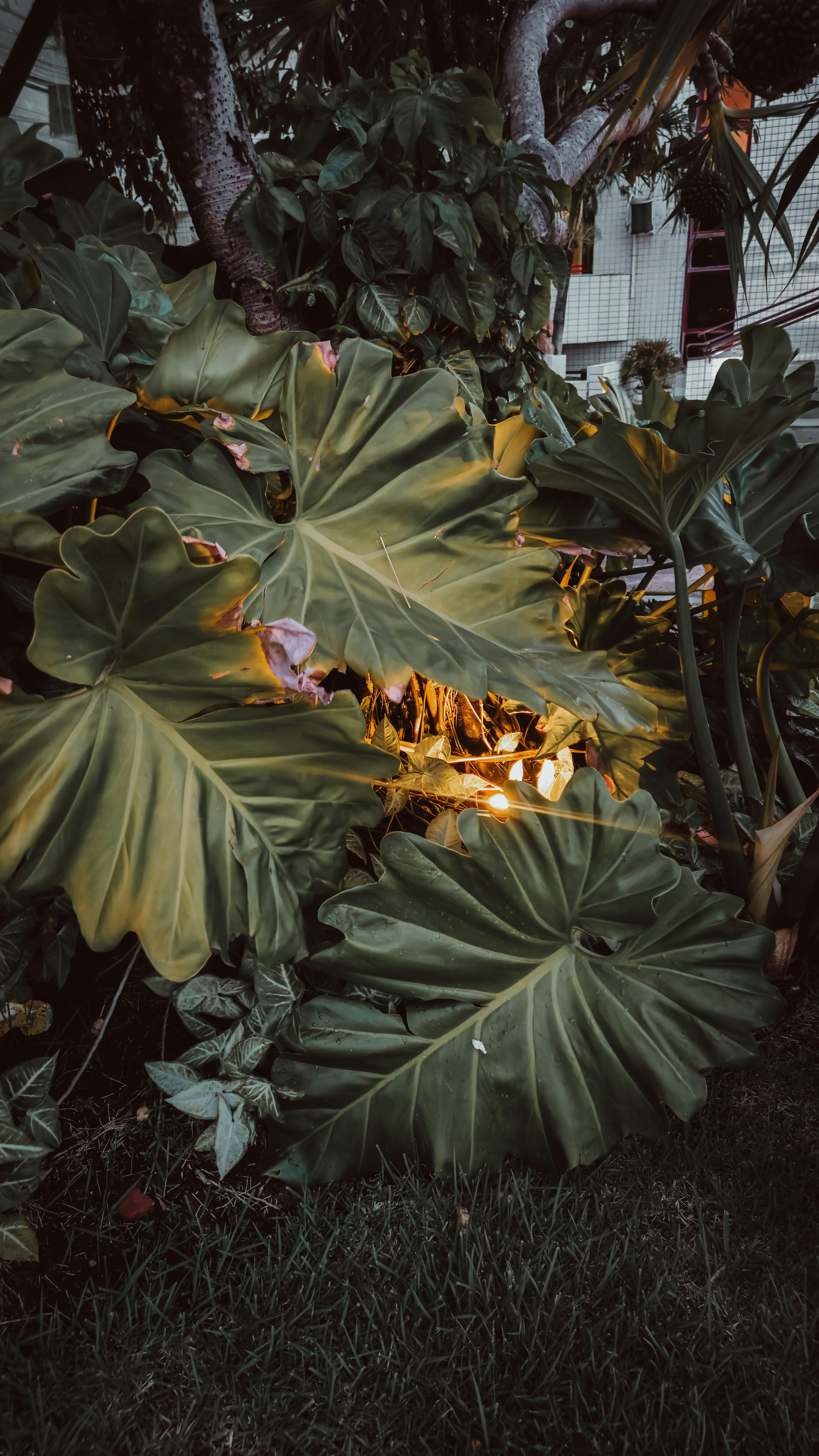 Gratis Et frodig skue av tropiske blader opplyst av et varmt lys om natten, noe som skaper en fredelig atmosfære. Arkivbilde