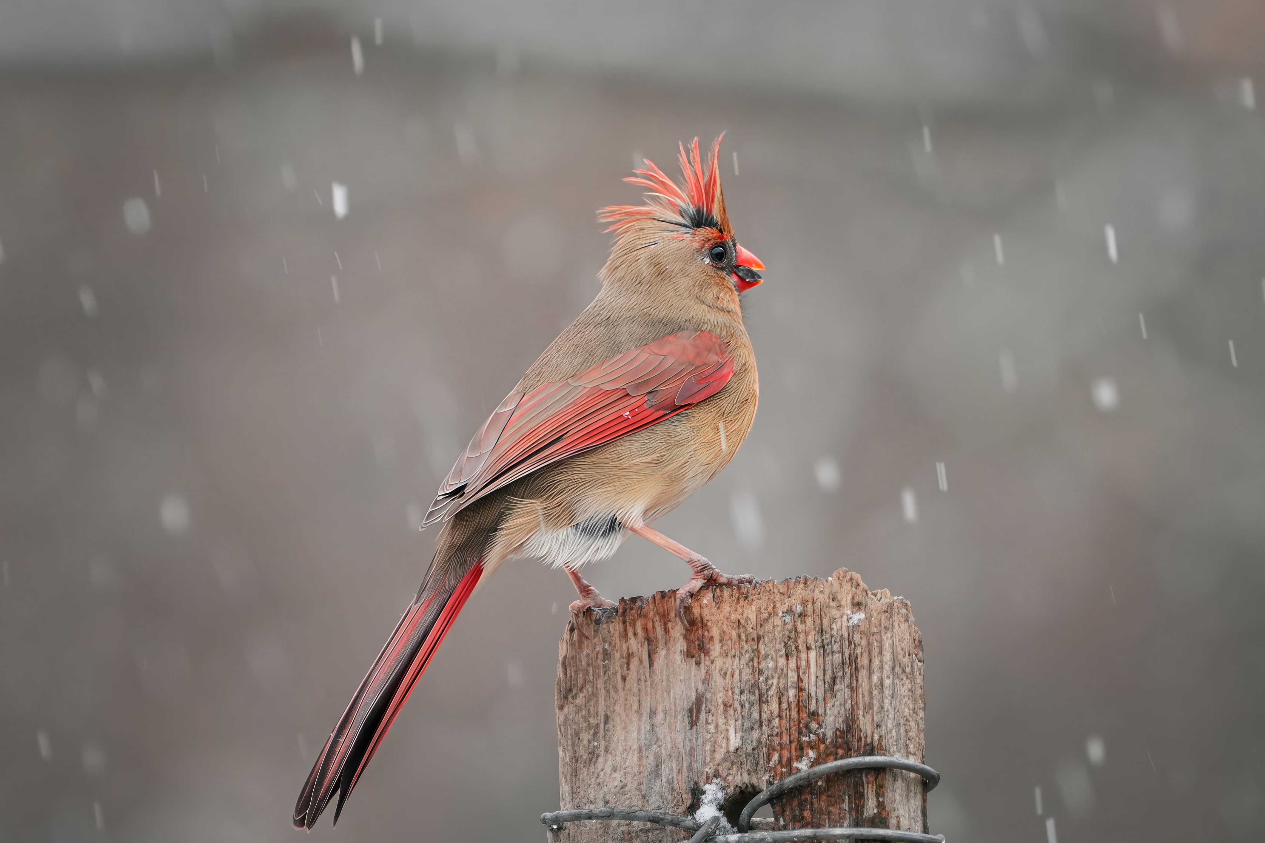 Female Northern Cardinal Perched in Snowfall · Free Stock Photo