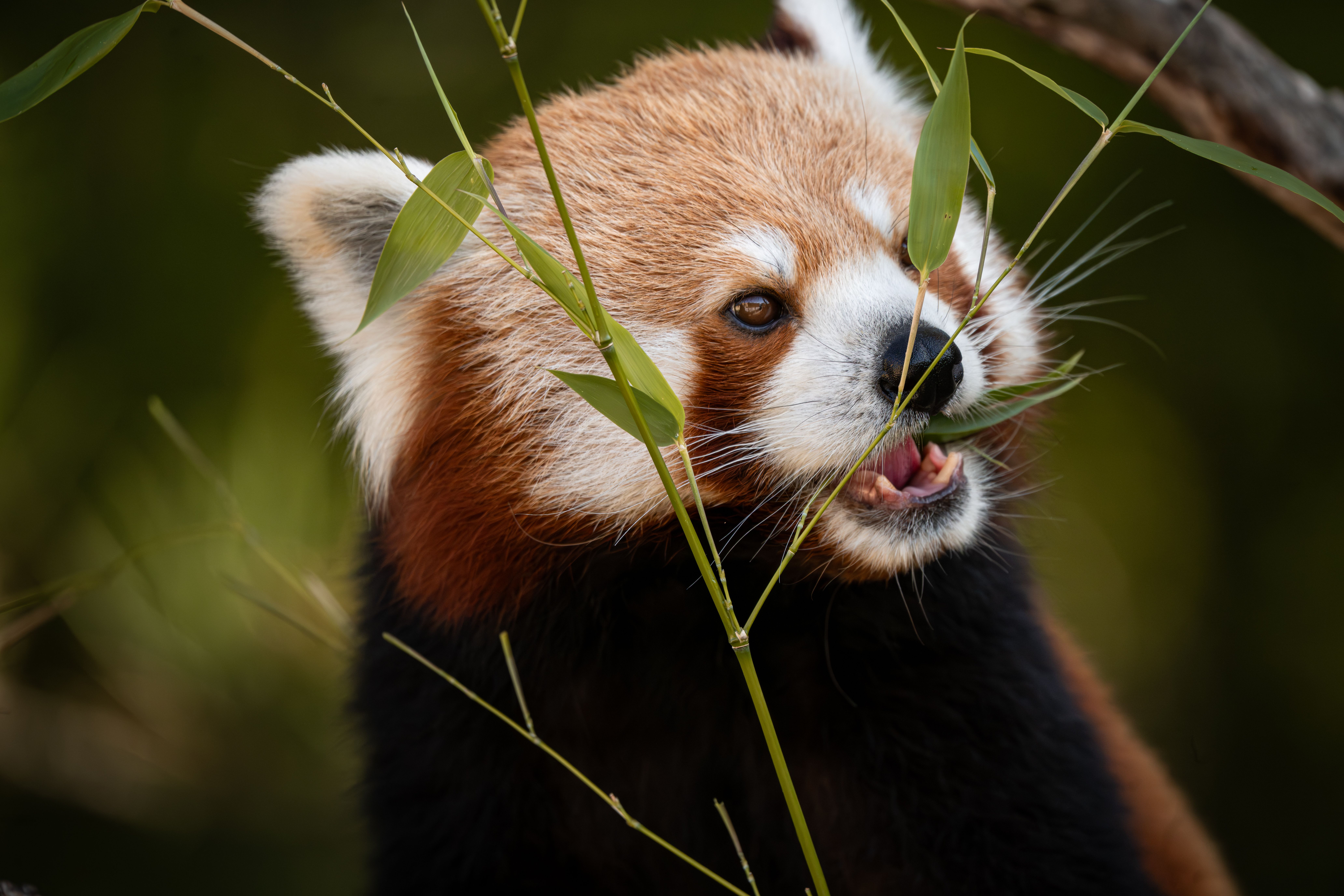 Red Panda Breakfast