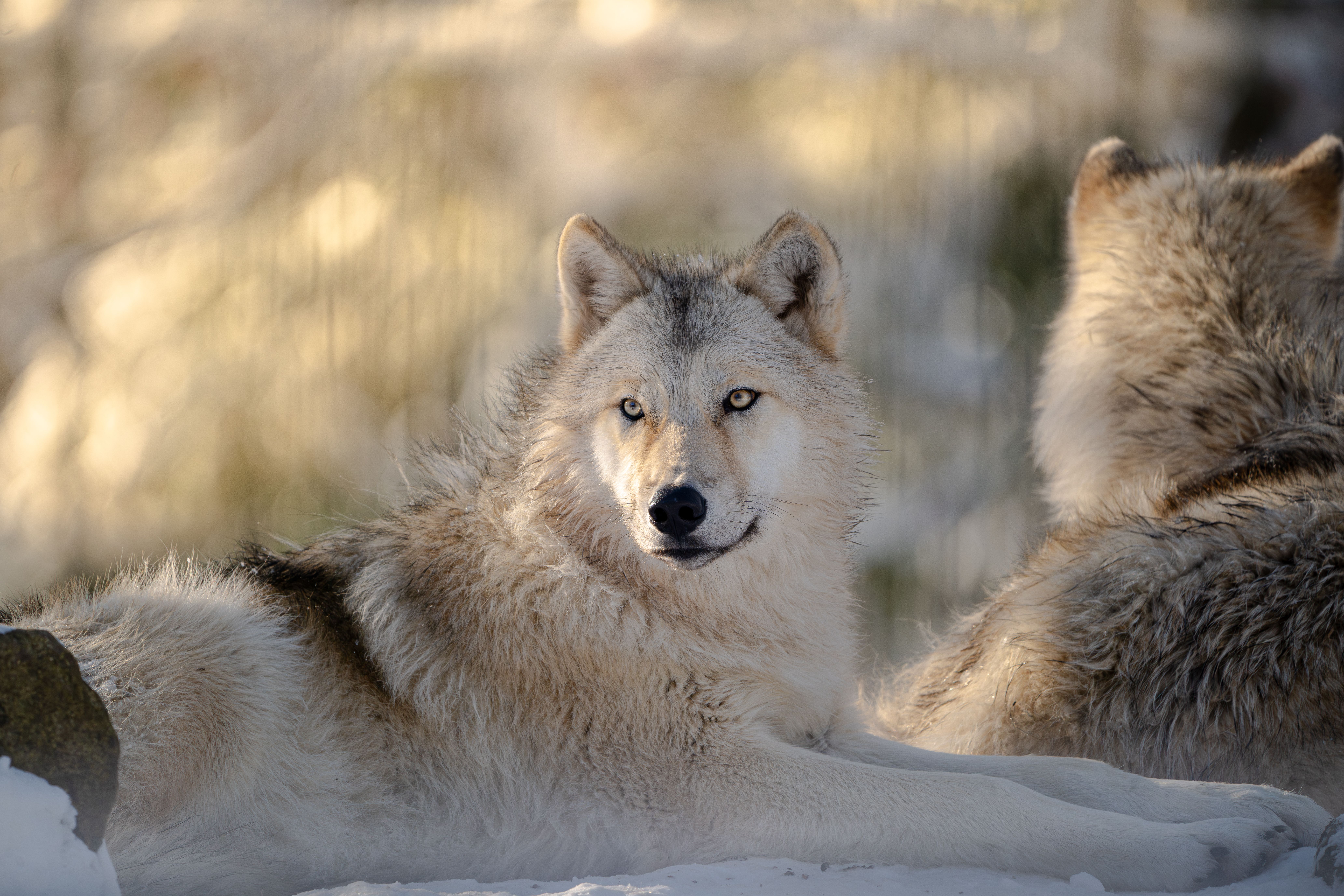 Wild Wolves Relaxing in Snowy Winter Landscape · Free Stock Photo