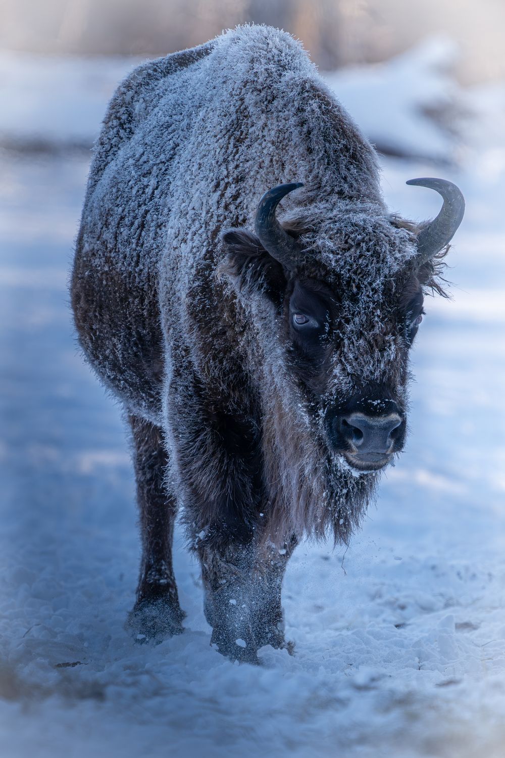 Bisonte cubierto de escarcha caminando en la nieve de Yellowstone al alba