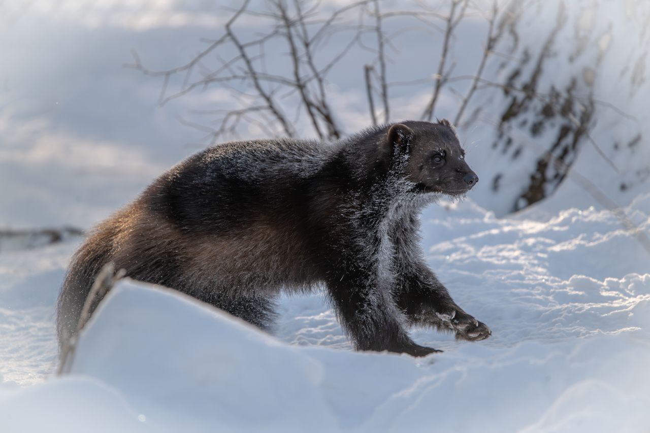 a wolverine traverses a snow covered forest landscape during winter