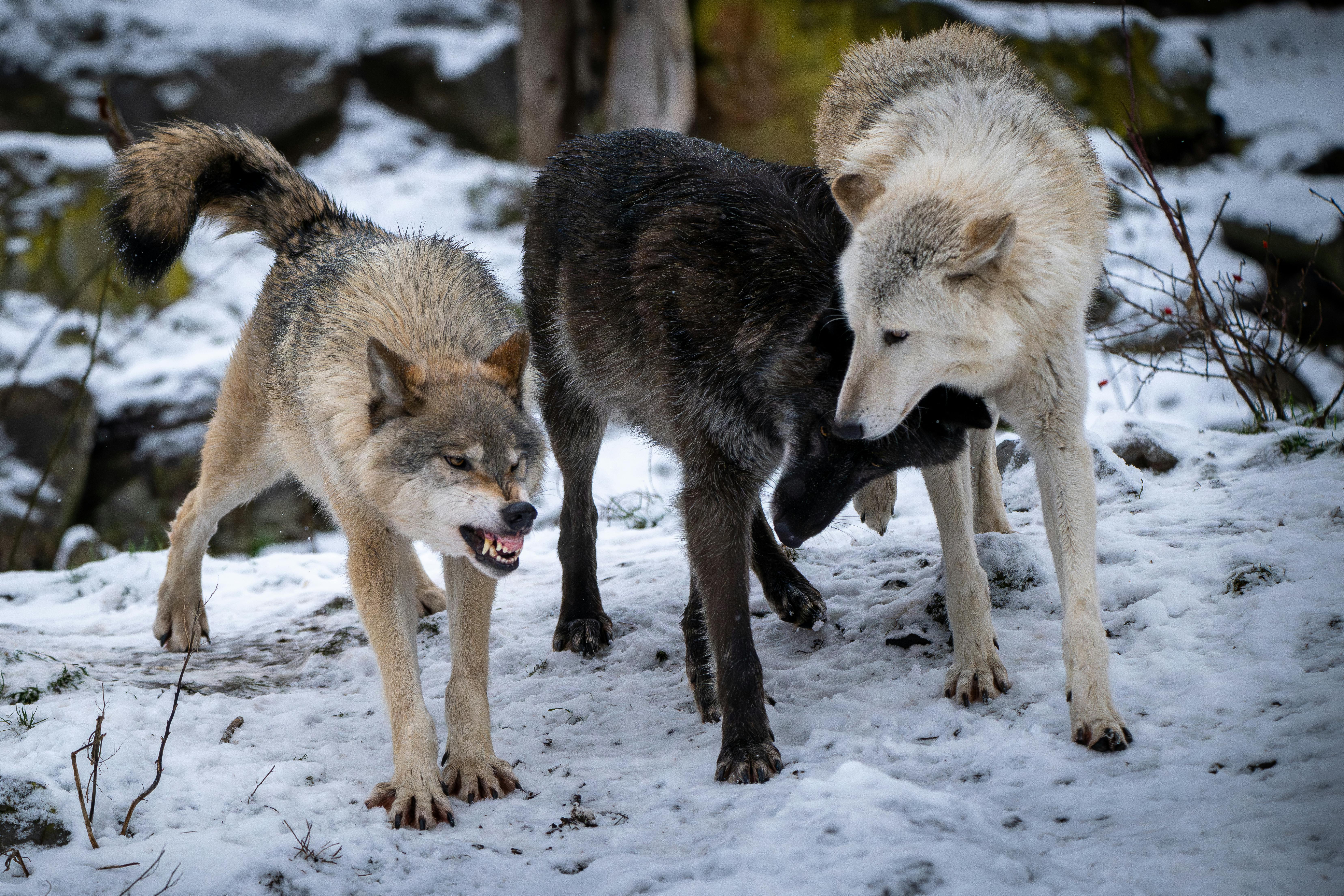 Sunday Sports: Watertown Wolves announce new coach, general manager — Photo by Leon Aschemann on Pexels
