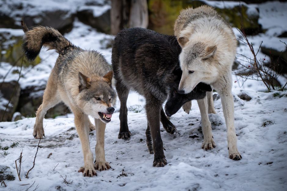 Three wolves interacting in a snowy outdoor setting, showcasing natural pack behavior.