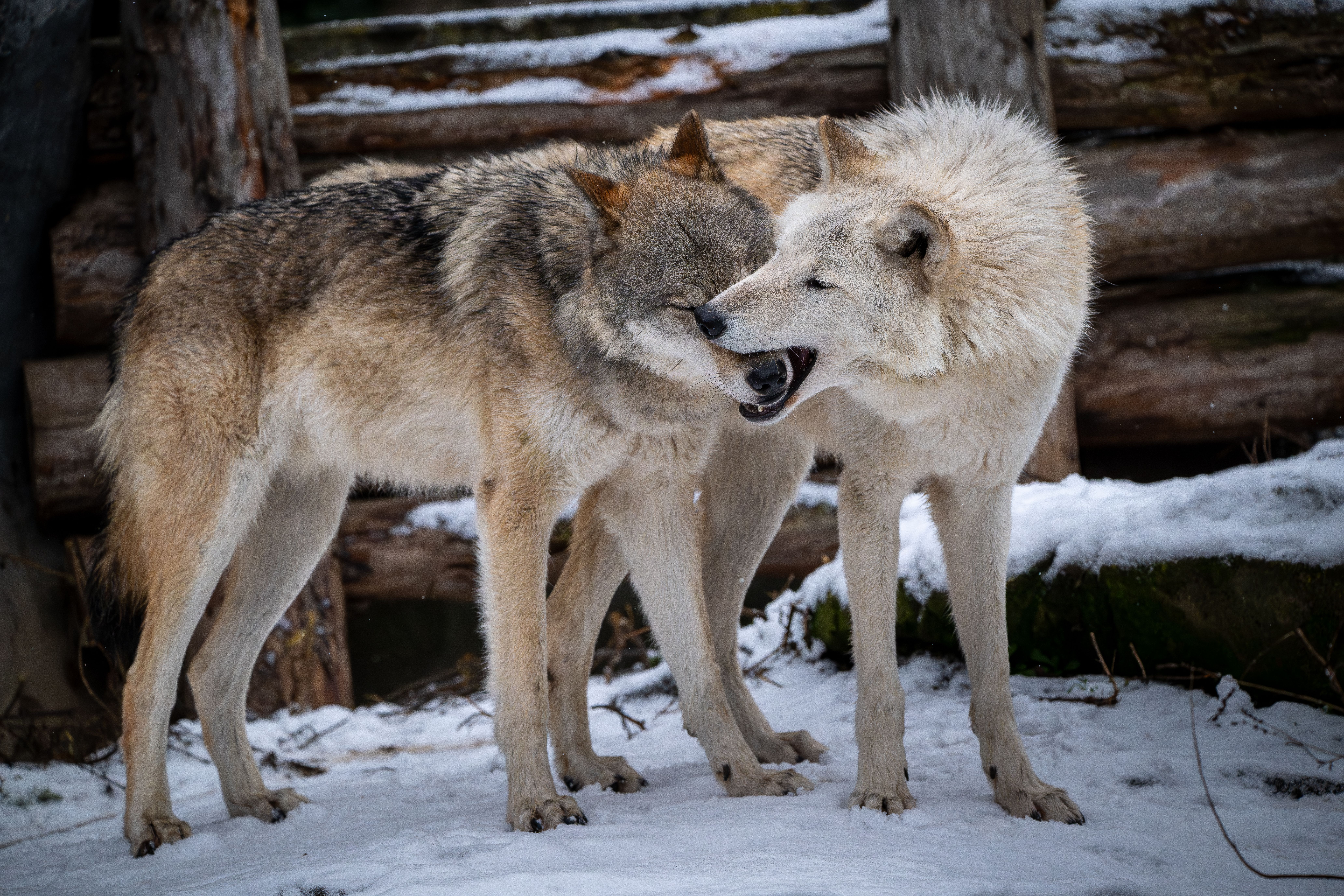 What is a wolf's behavior? - The Institute for Environmental Research ...