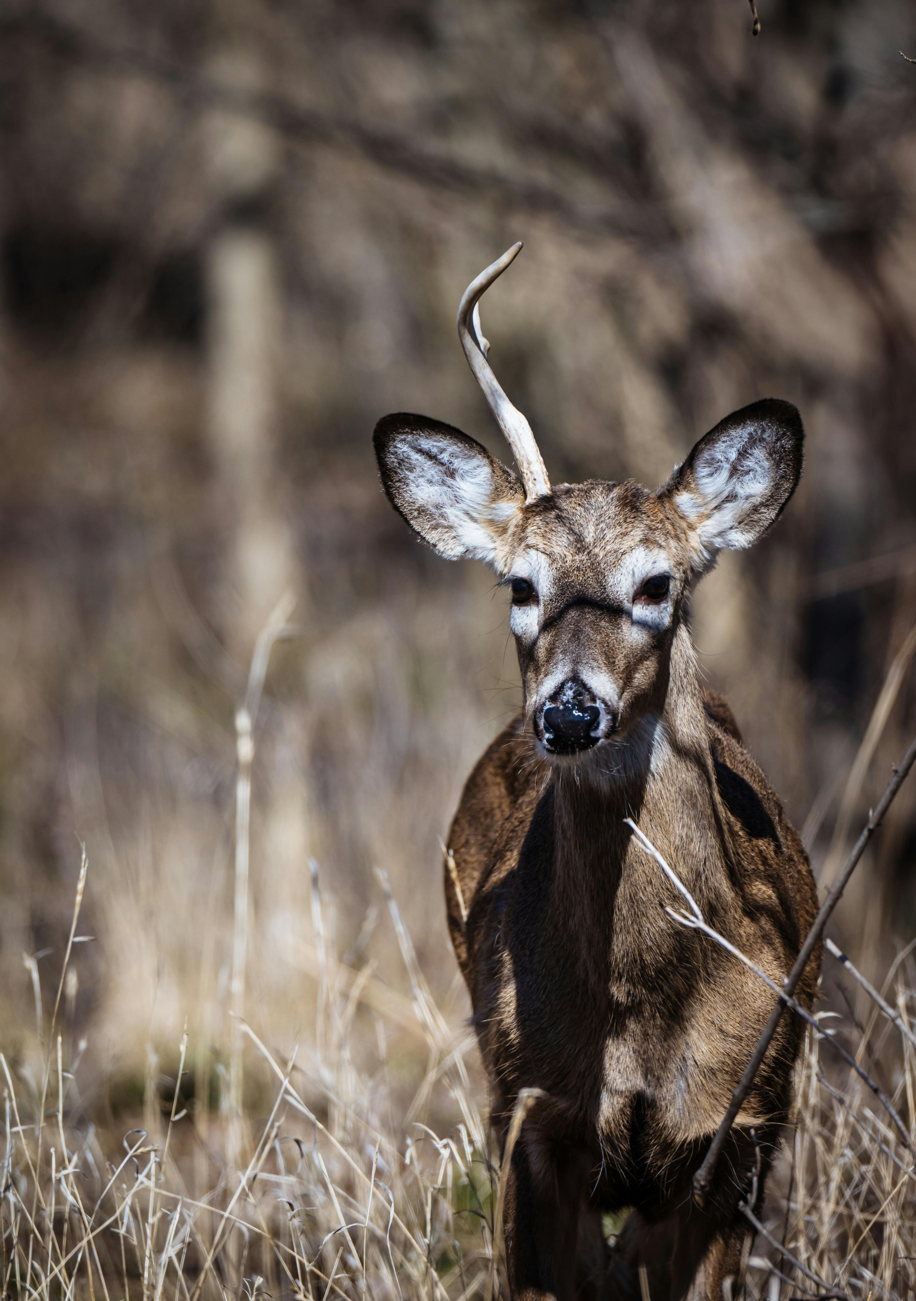 grátis Um veado solitário com chifres está em pé na grama alta em um ambiente natural, capturado à luz do dia. Foto profissional
