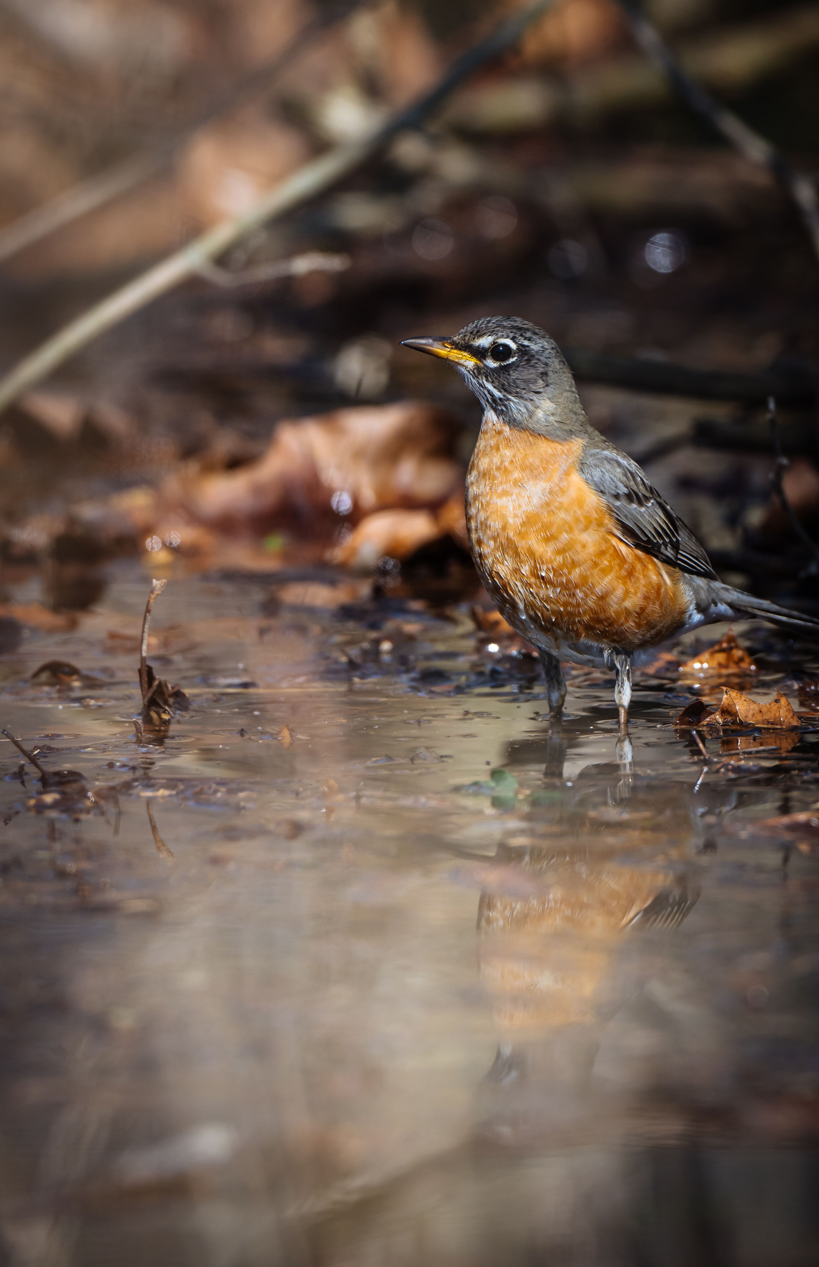 American Robin Standing in Shallow Water · Free Stock Photo