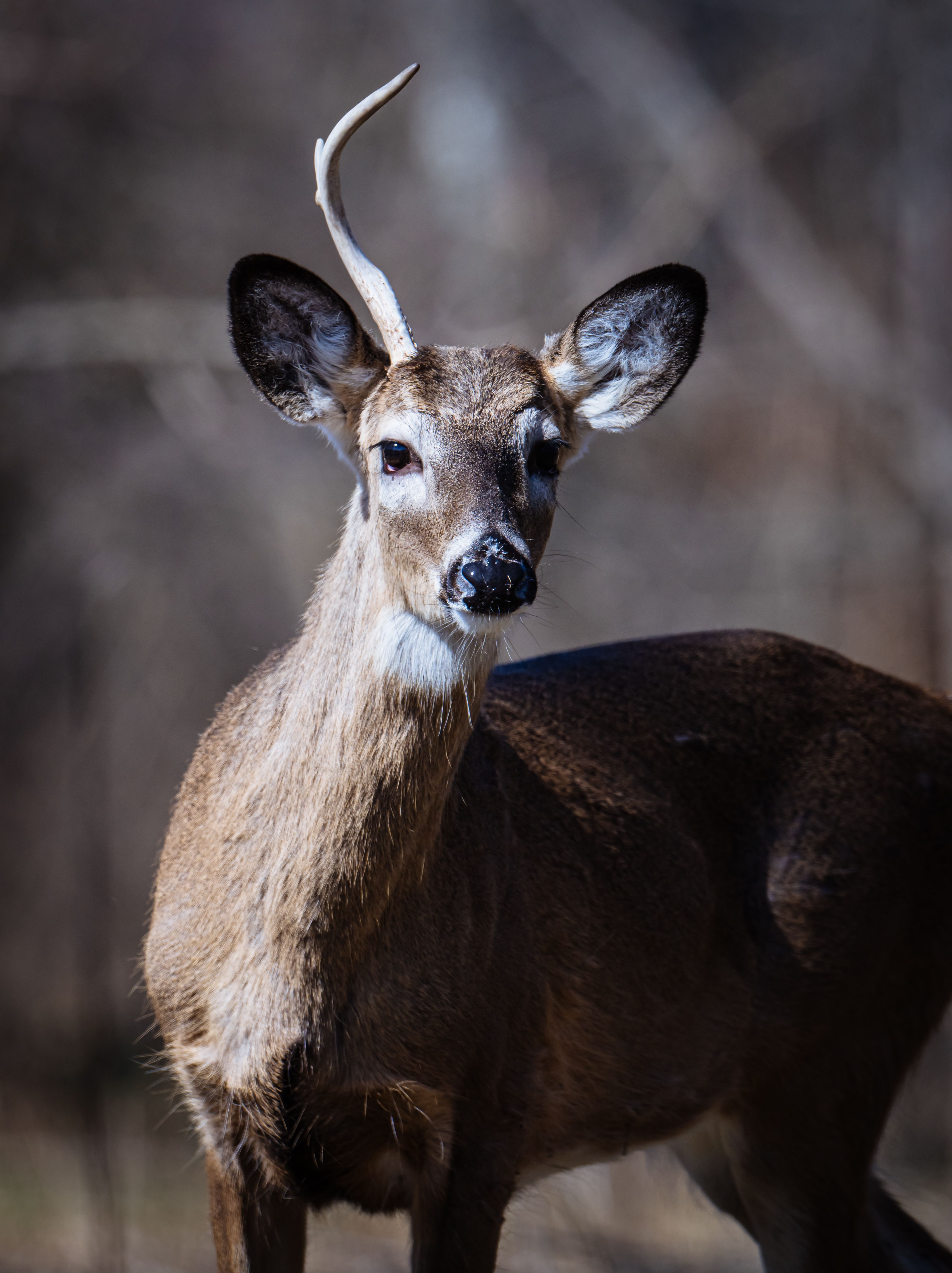 Portrait of Male Deer with Antlers · Free Stock Photo