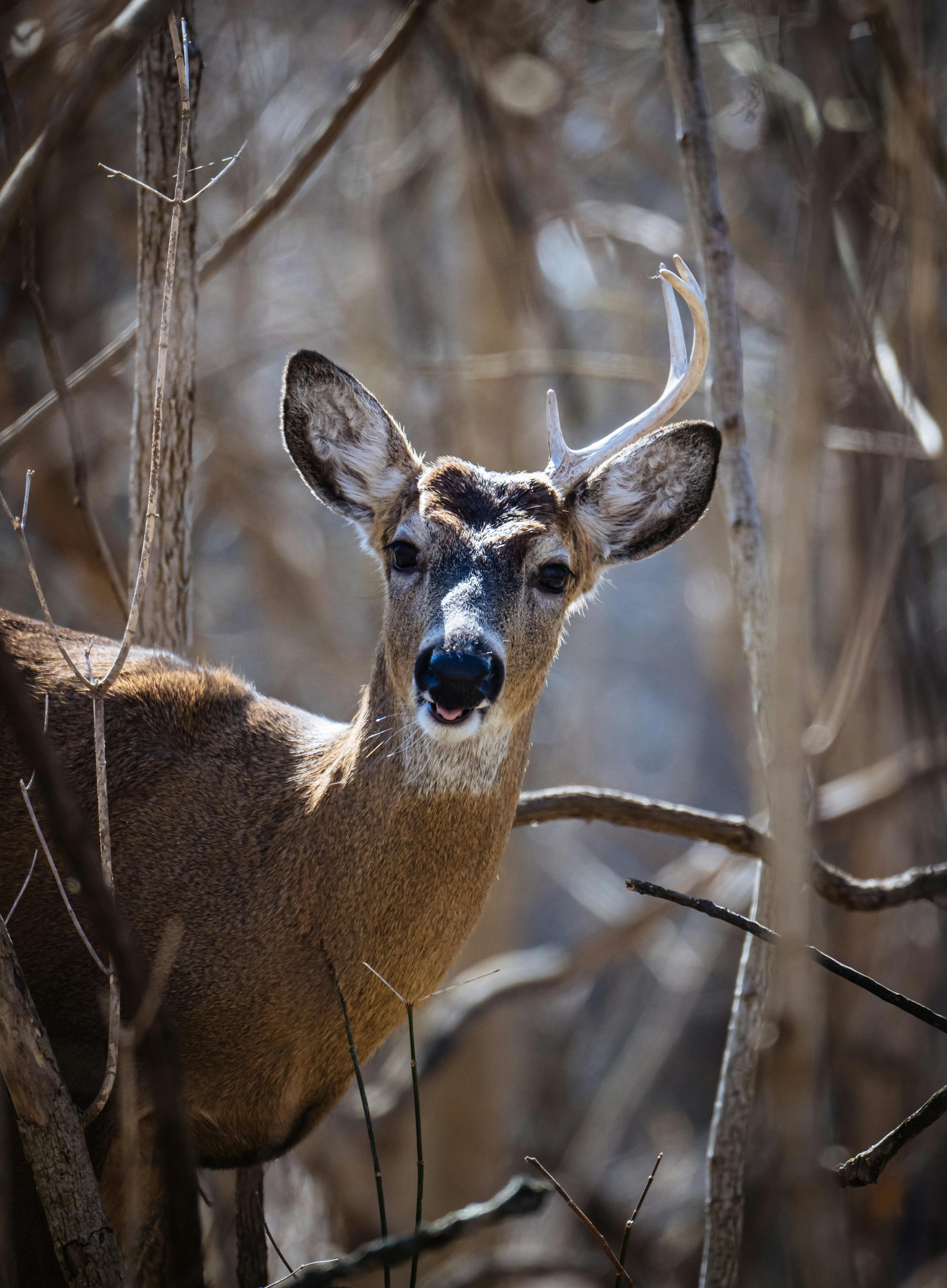 Gratuit Un majestueux cerf de Virginie pose au milieu d'arbres dénudés dans un cadre forestier serein. Photos