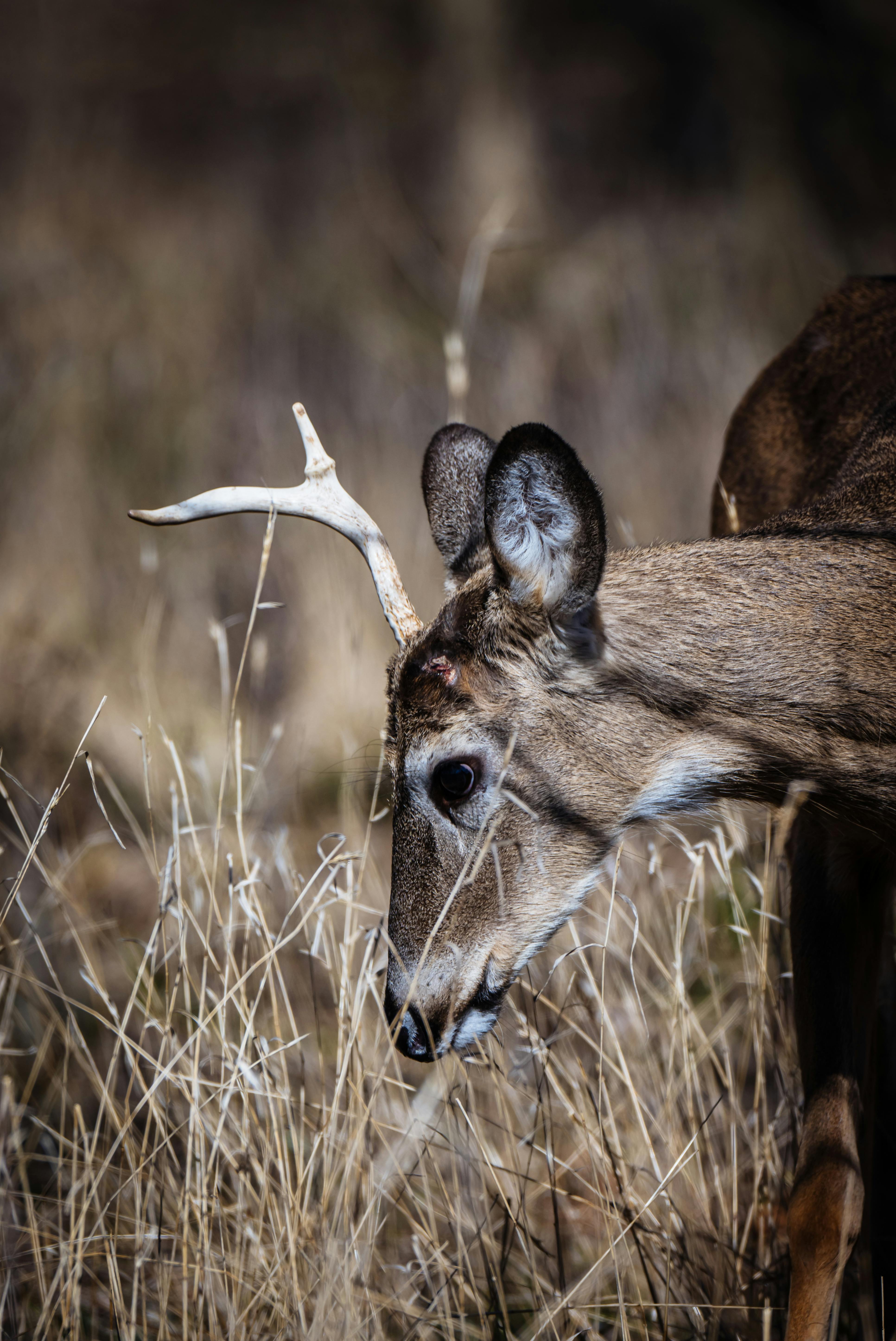 grátis Descubra a beleza de um jovem veado-de-cauda-branca pastando tranquilamente em um ambiente natural. Foto profissional