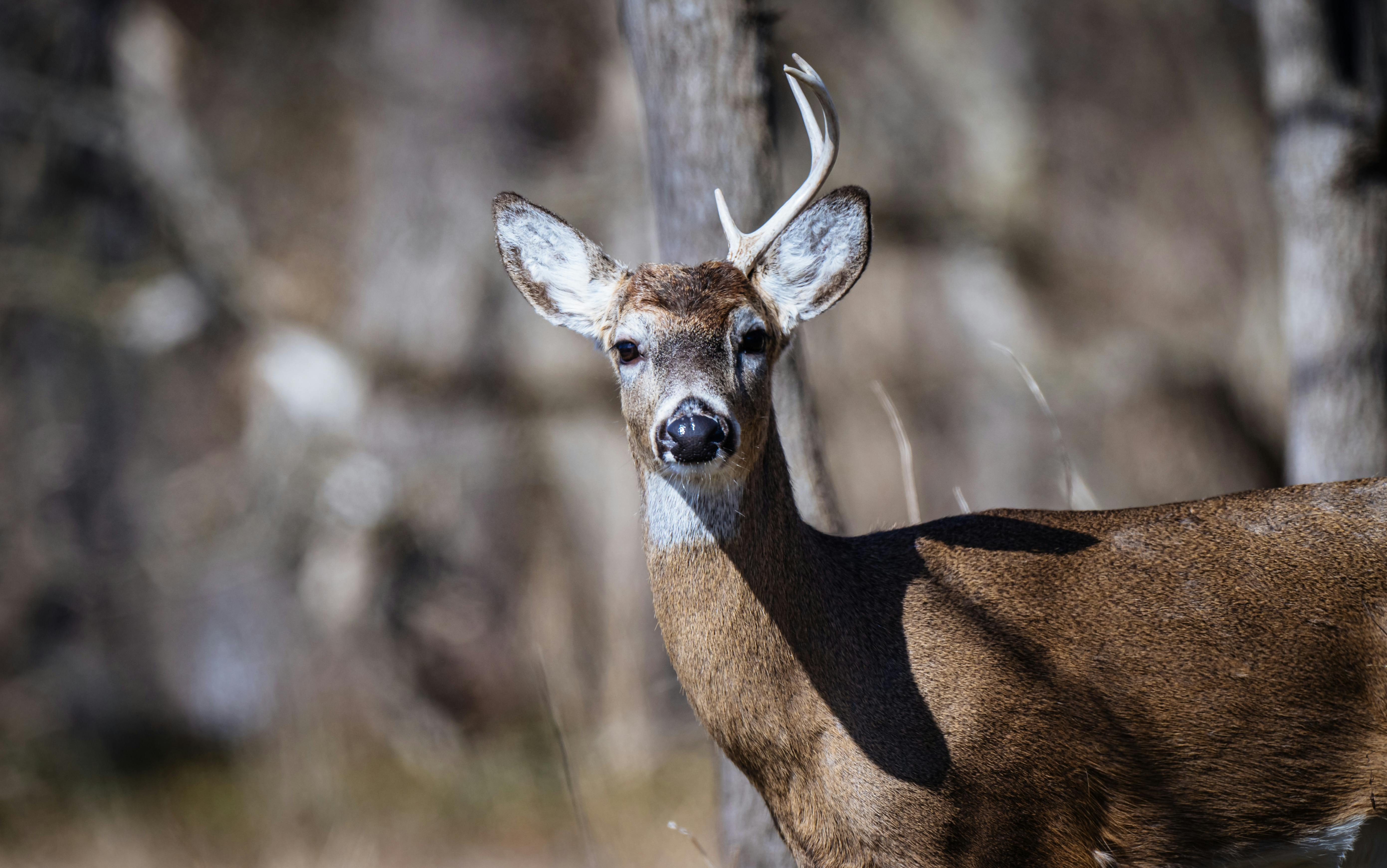 Close-up of a white-tailed deer with one antler in a natural forest environment.