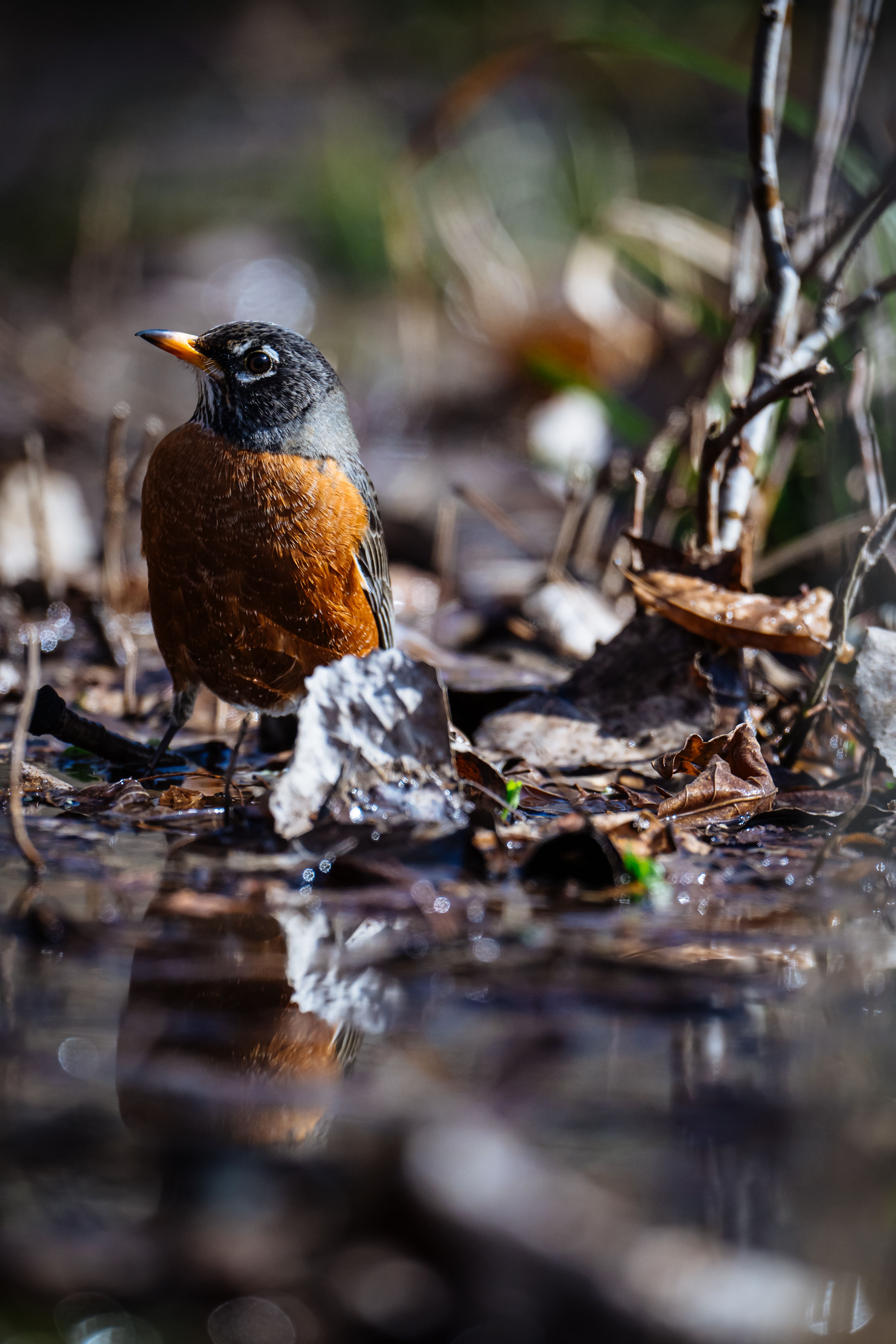 American Robin in Natural Habitat Portrait · Free Stock Photo