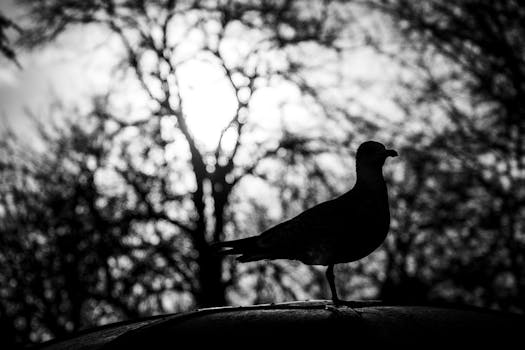 Black and white silhouette of a bird perched, with dramatic backlit trees in Porto.