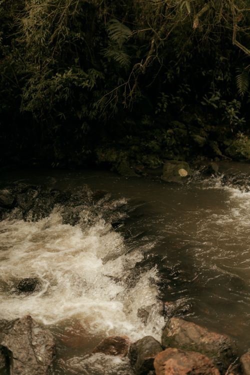 Free Gentle flow of a stream through lush green forest foliage, offering a calming nature scene. Stock Photo