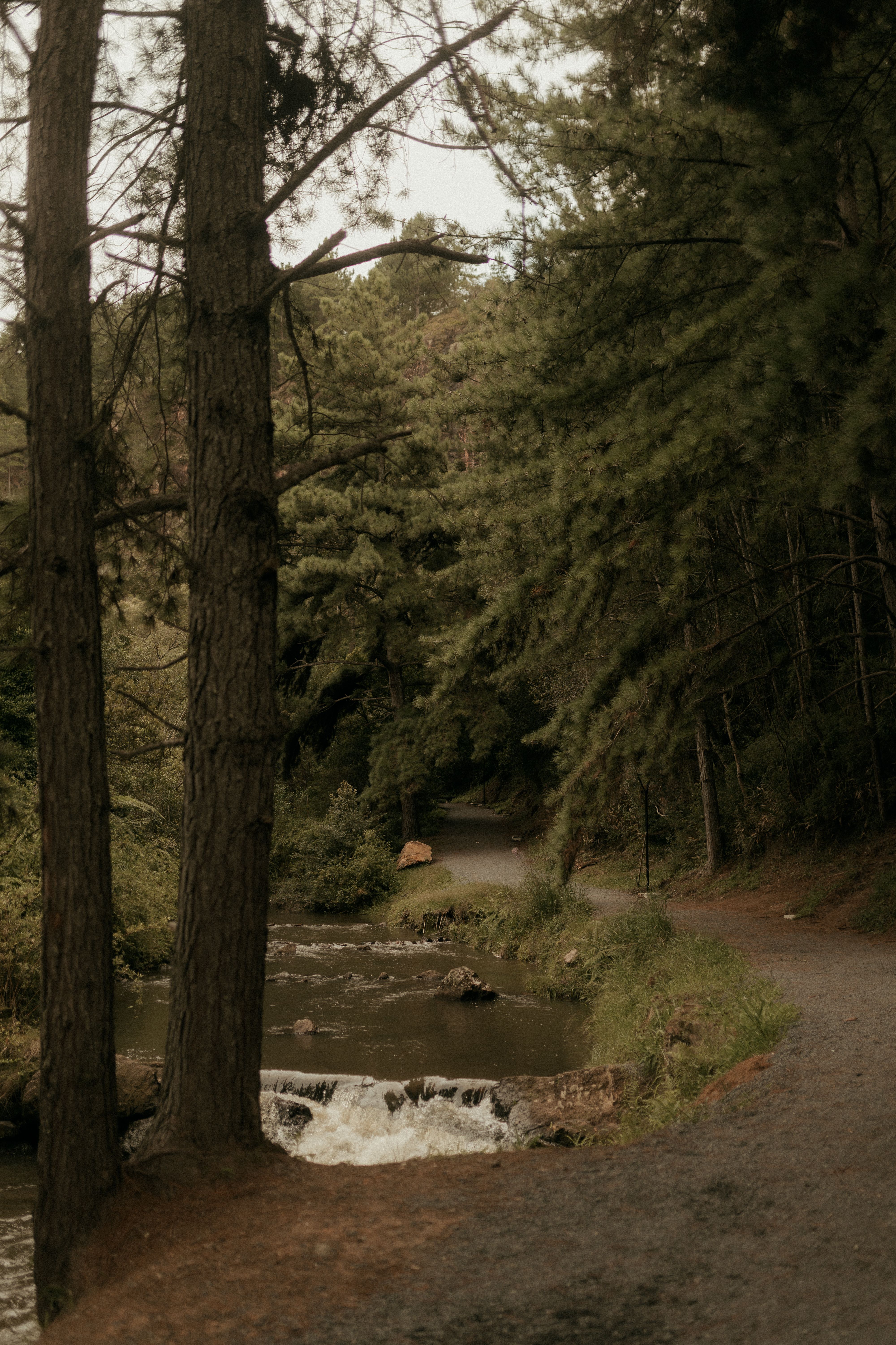 Peaceful forest setting with a stream, trees, and hiking path in natural surroundings.