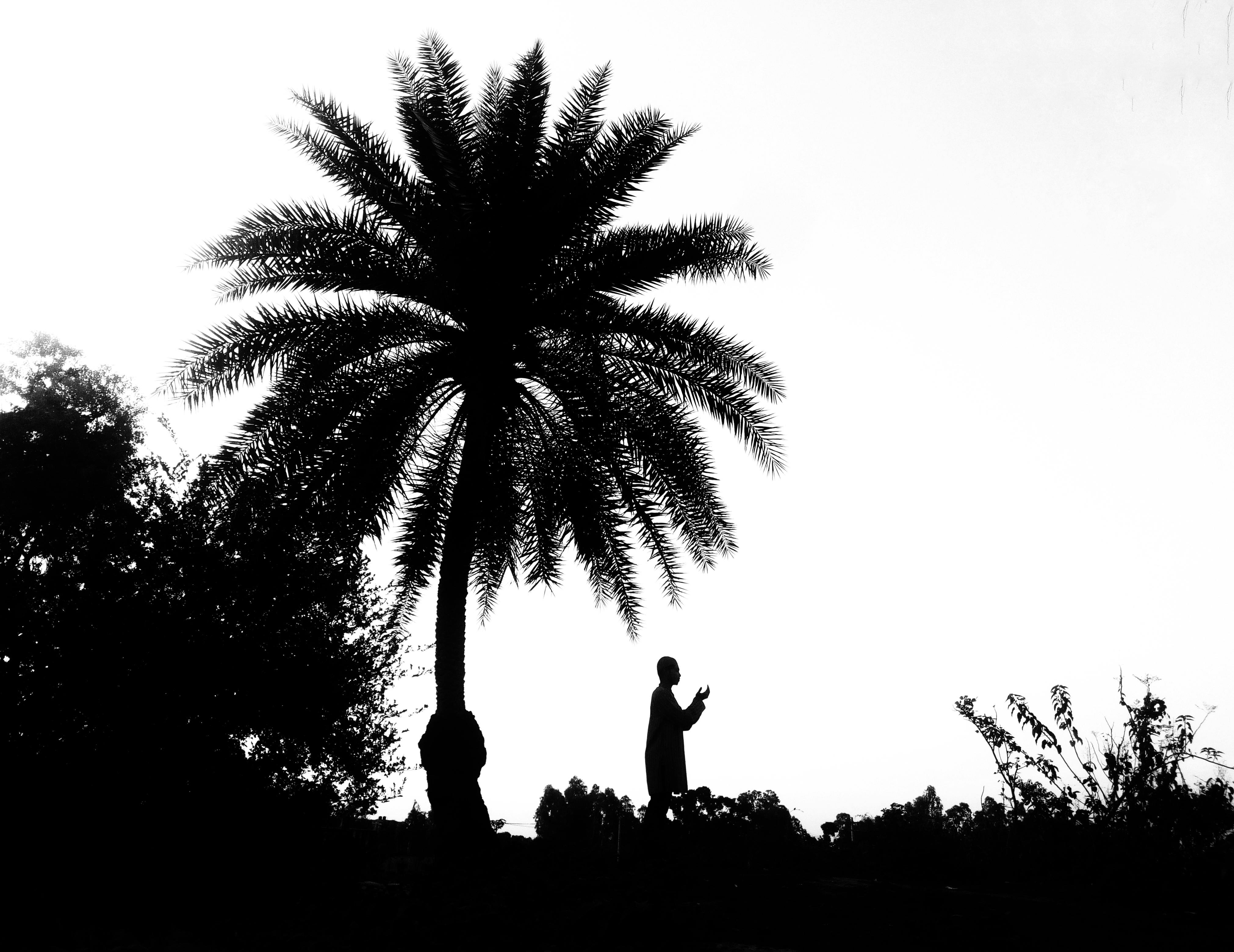 Gratis Dramática silueta en blanco y negro de una persona cerca de una palmera en contraste con el cielo. Foto de stock