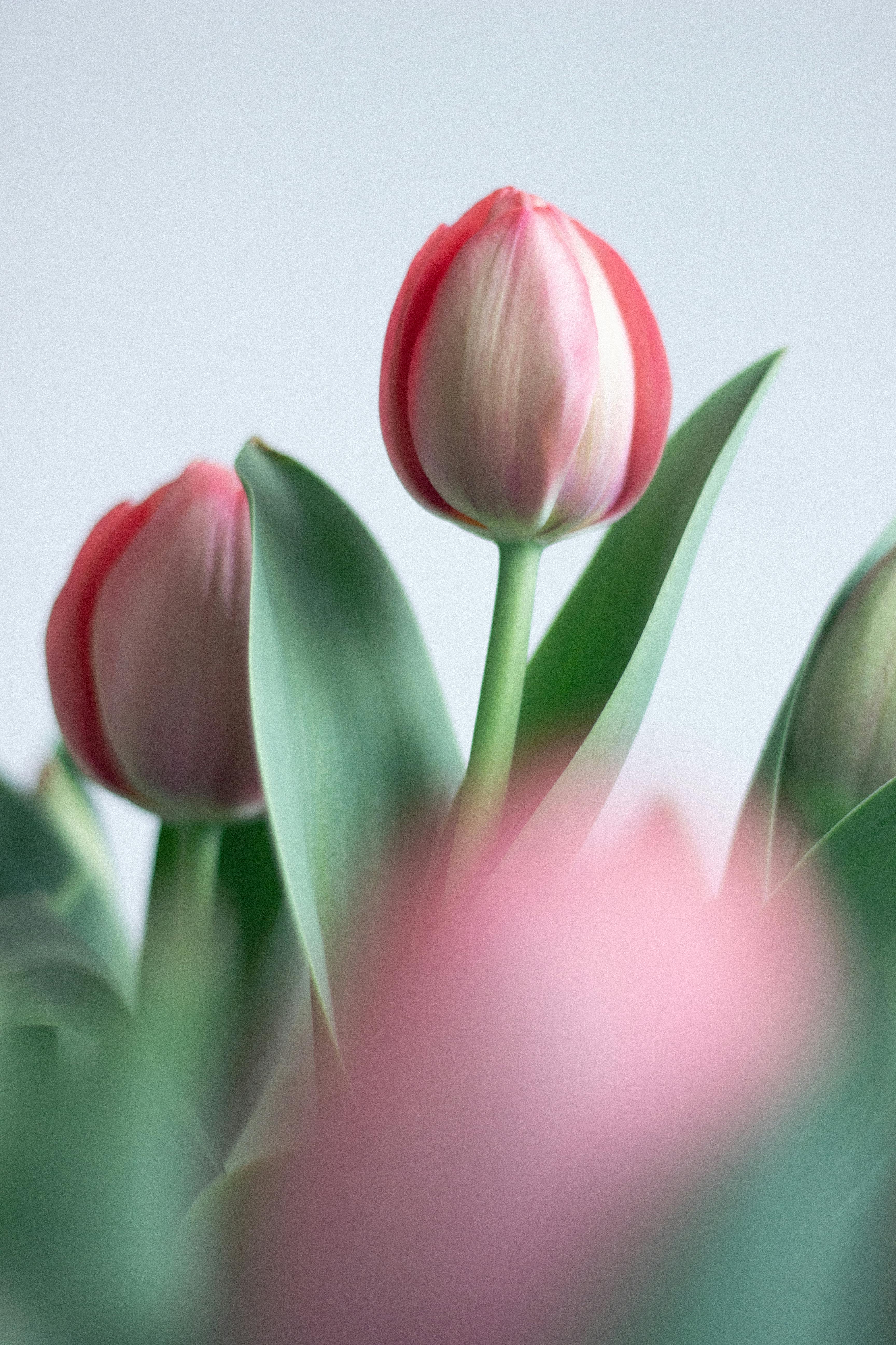 [ColoSach]-a-close-up-view-of-red-tulips-with-green-leaves,-showcasing-natural-beauty-and-simplicity.