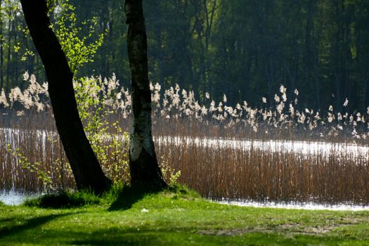 Peaceful scene of a reed bed by a forest lake, sunlight filtering through spring greenery.