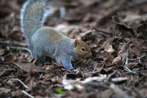 Free Close-up of a gray squirrel foraging among autumn leaves outdoors. Stock Photo