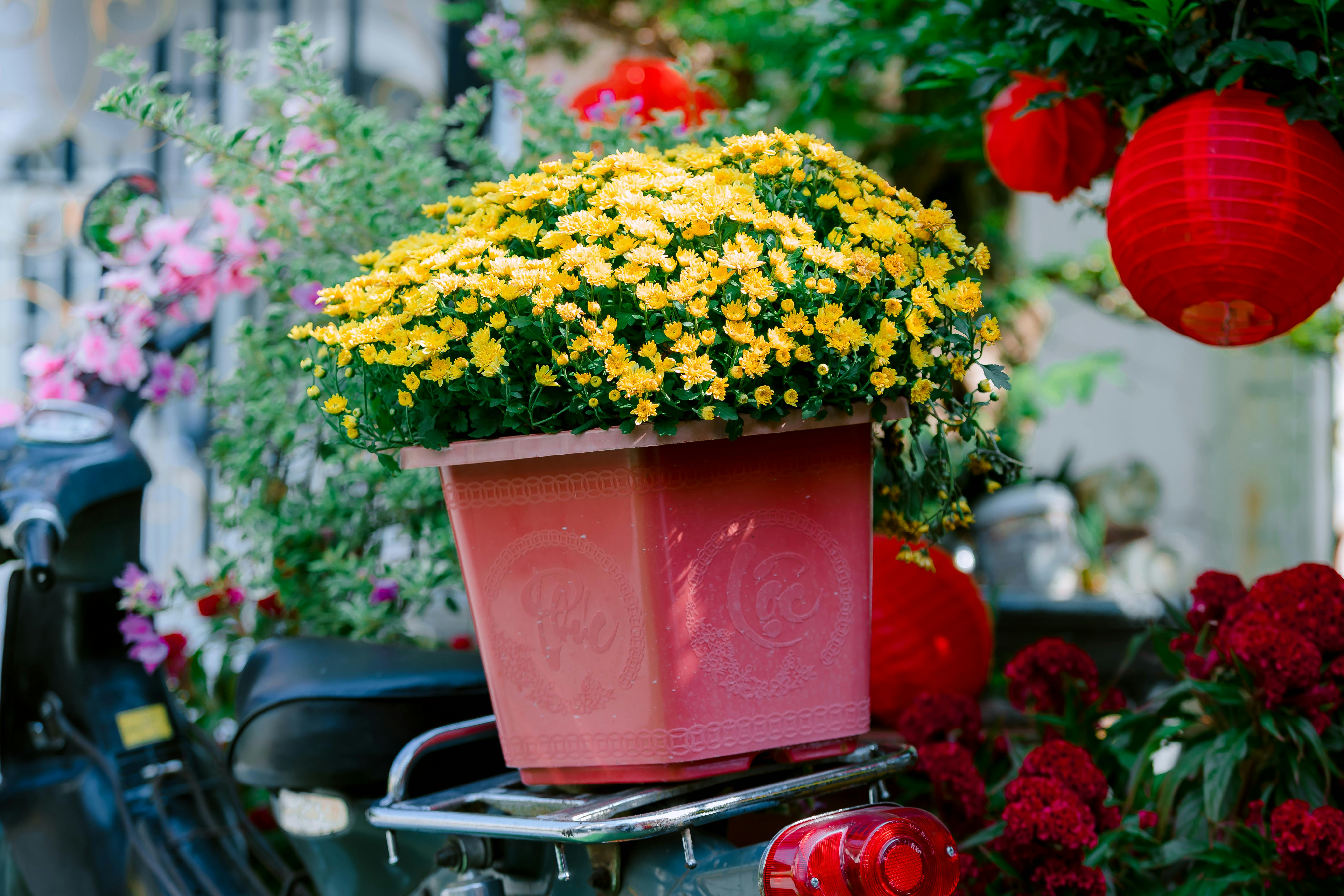 Gratis En potte med gule krysantemum står på en motorsykkel, omgitt av livlige røde lykter. Arkivbilde