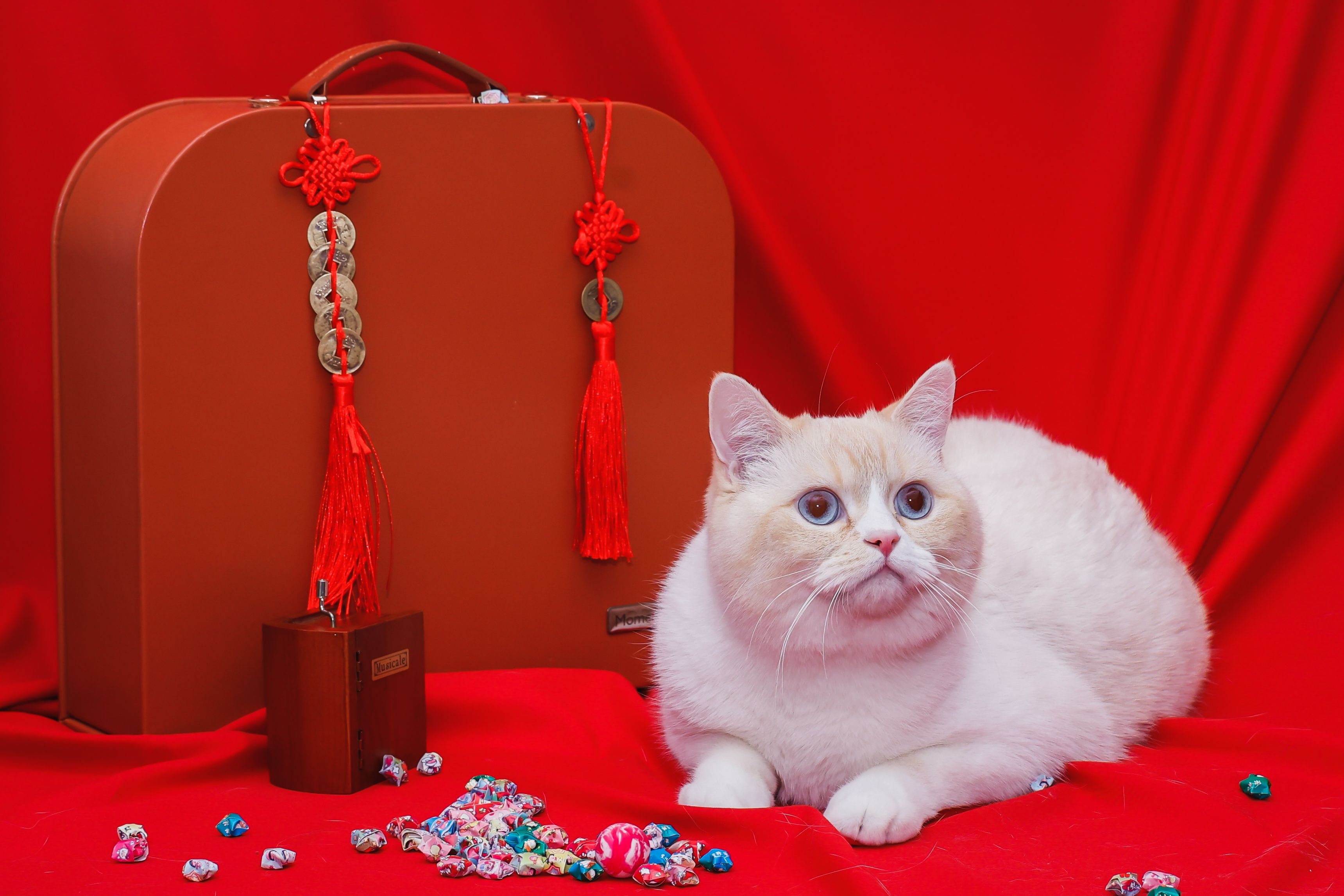White and cream British Shorthair cat lying beside red festive decorations, symbolizing prosperity.