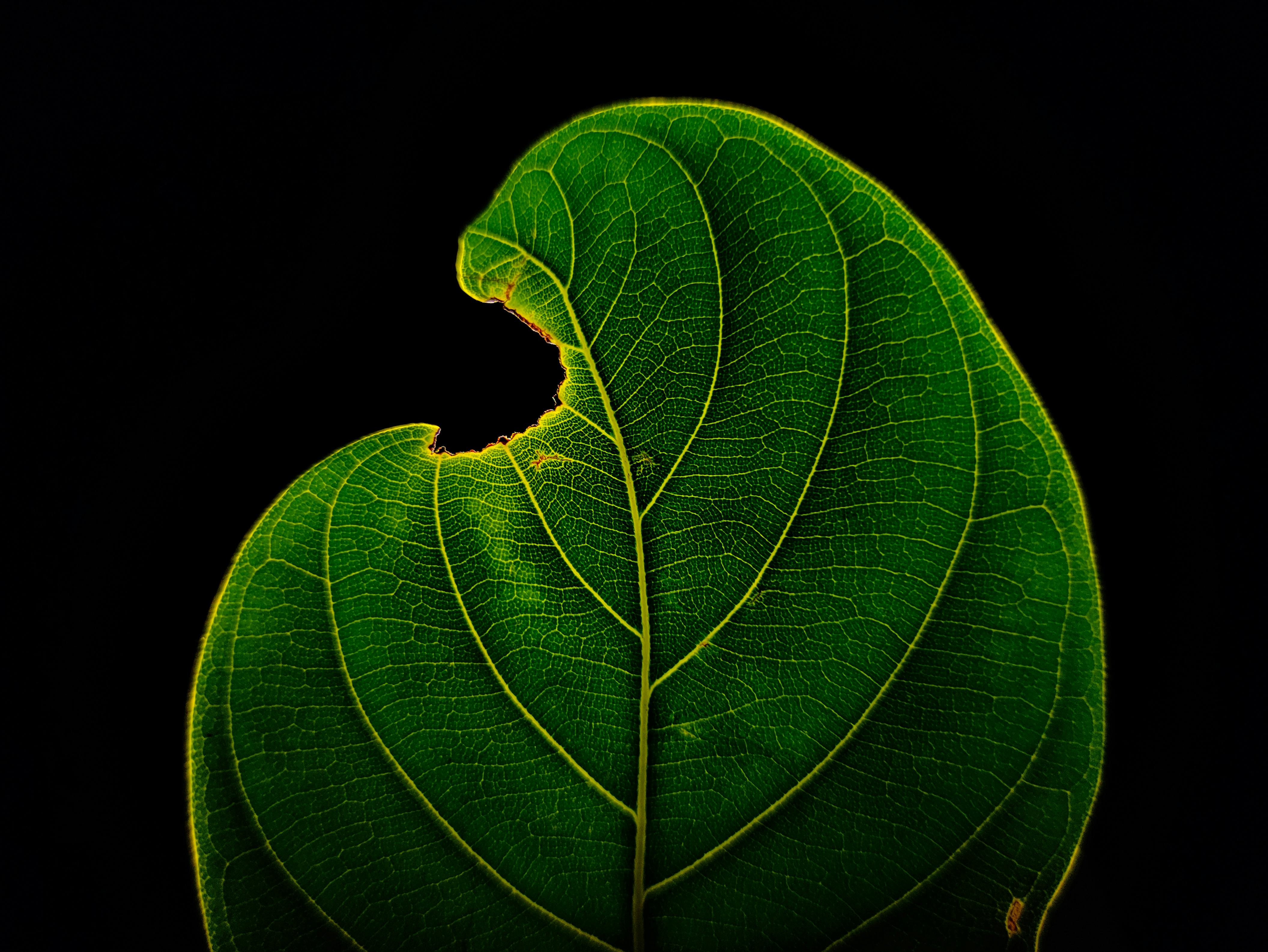 Gratis Nærbillede af et grønt blad, der viser indviklede åremønstre og et lille bidemærke. Lagerfoto