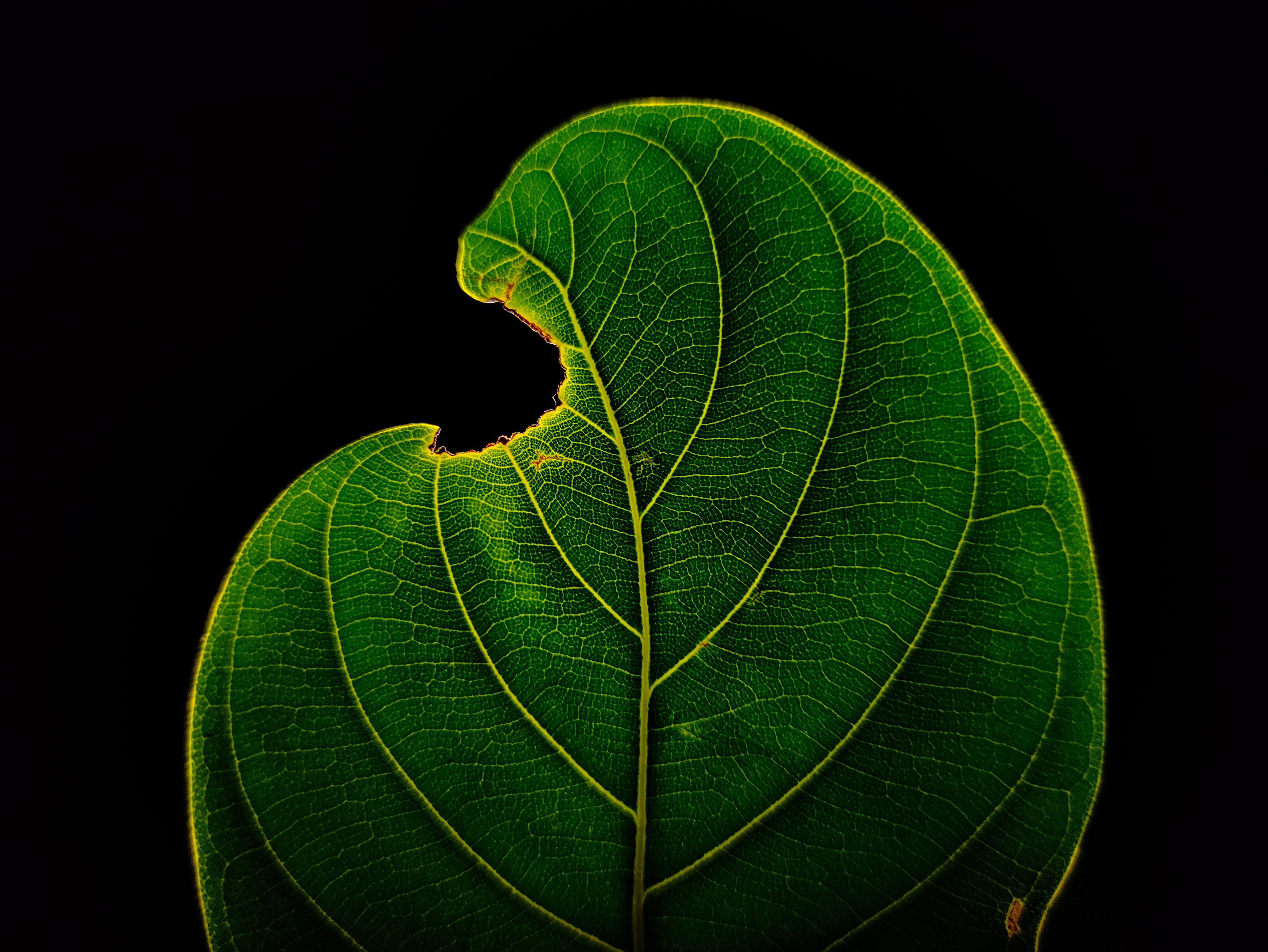 Macro Shot of a Leaf with Vein Patterns · Free Stock Photo