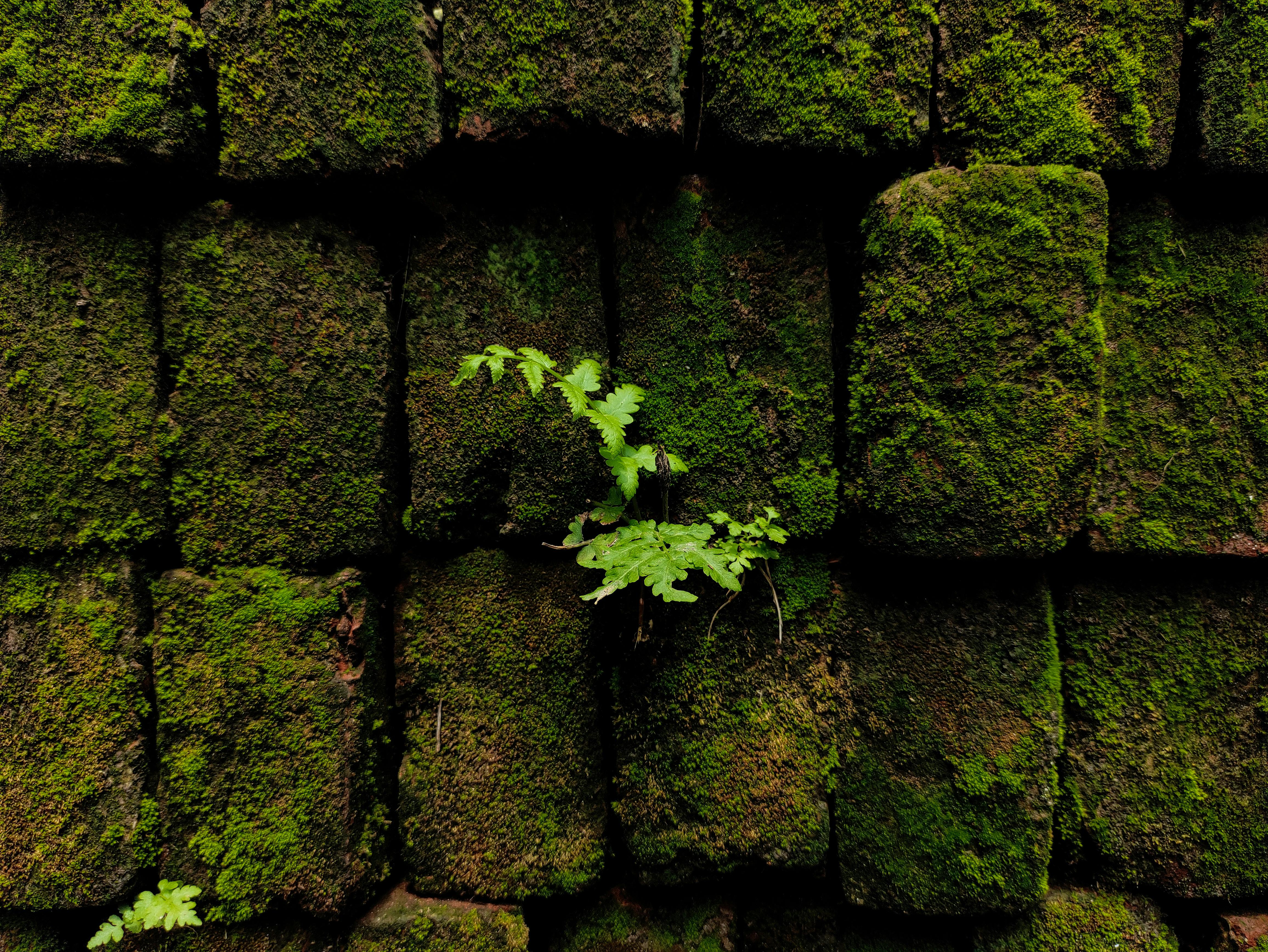 無料 小さなシダが生えている苔むしたレンガの壁のクローズアップ。自然の回復力を示しています。 写真素材