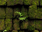 Lush Moss-Covered Brick Wall with Fern