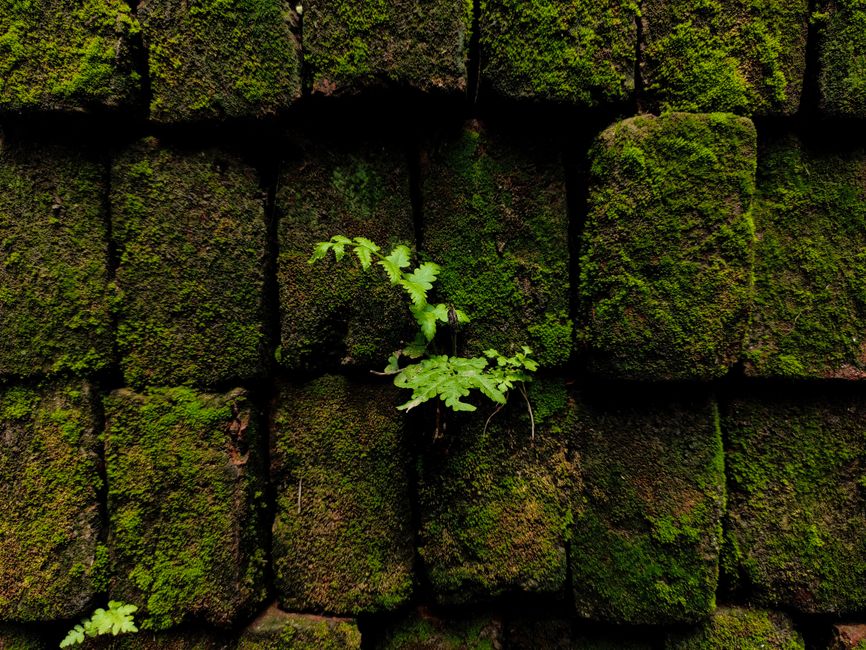 Close-up of a moss-covered brick wall with a small fern growing, showcasing nature's resilience.