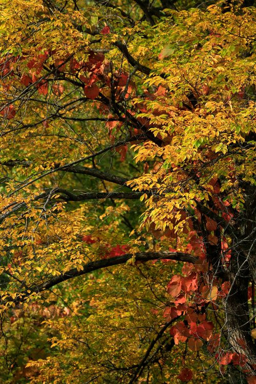 Free Colorful autumn leaves on tree branches displaying vibrant hues of yellow and red. Stock Photo